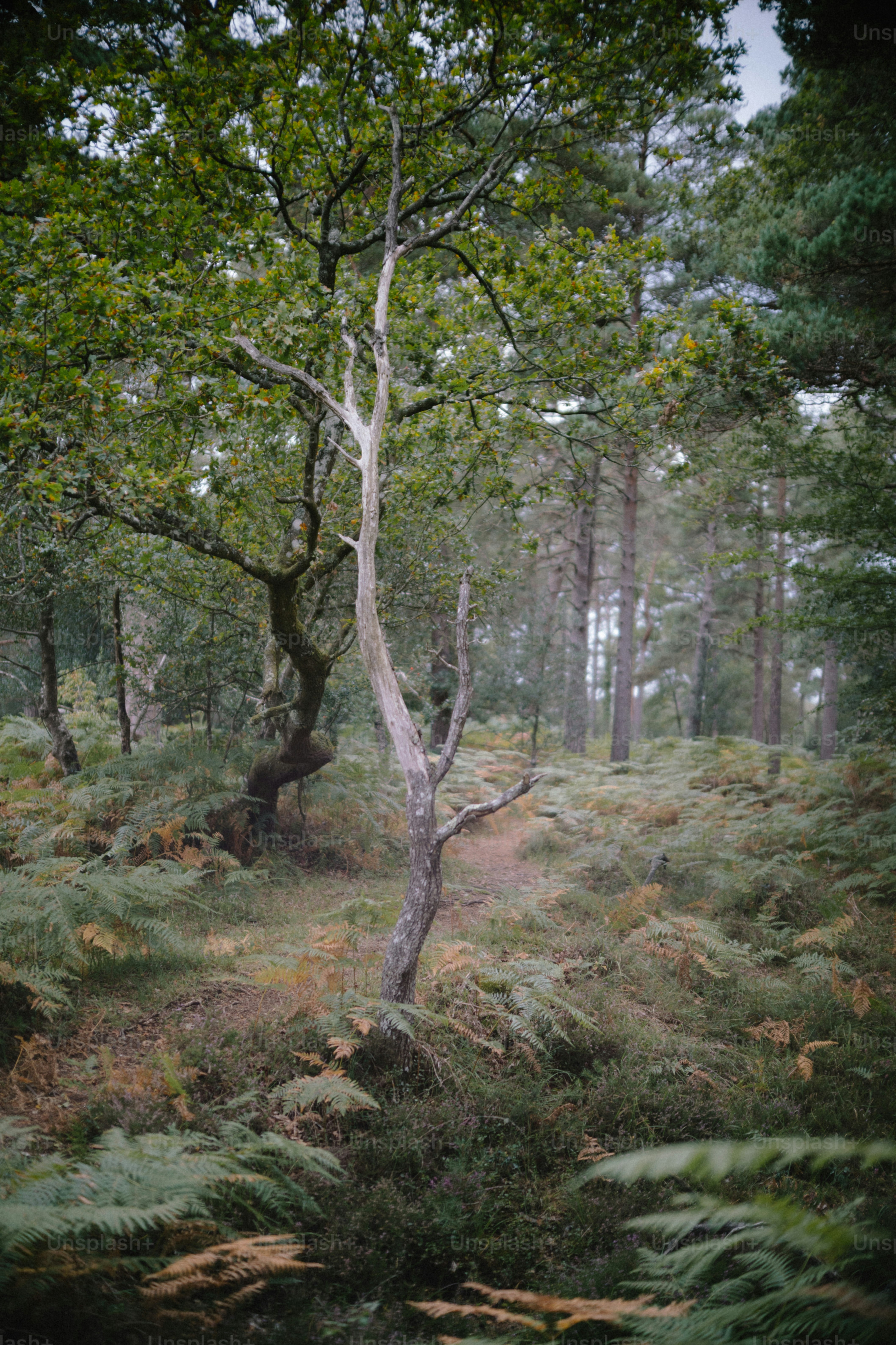 A solitary dead tree stands amidst ferns in a forest.