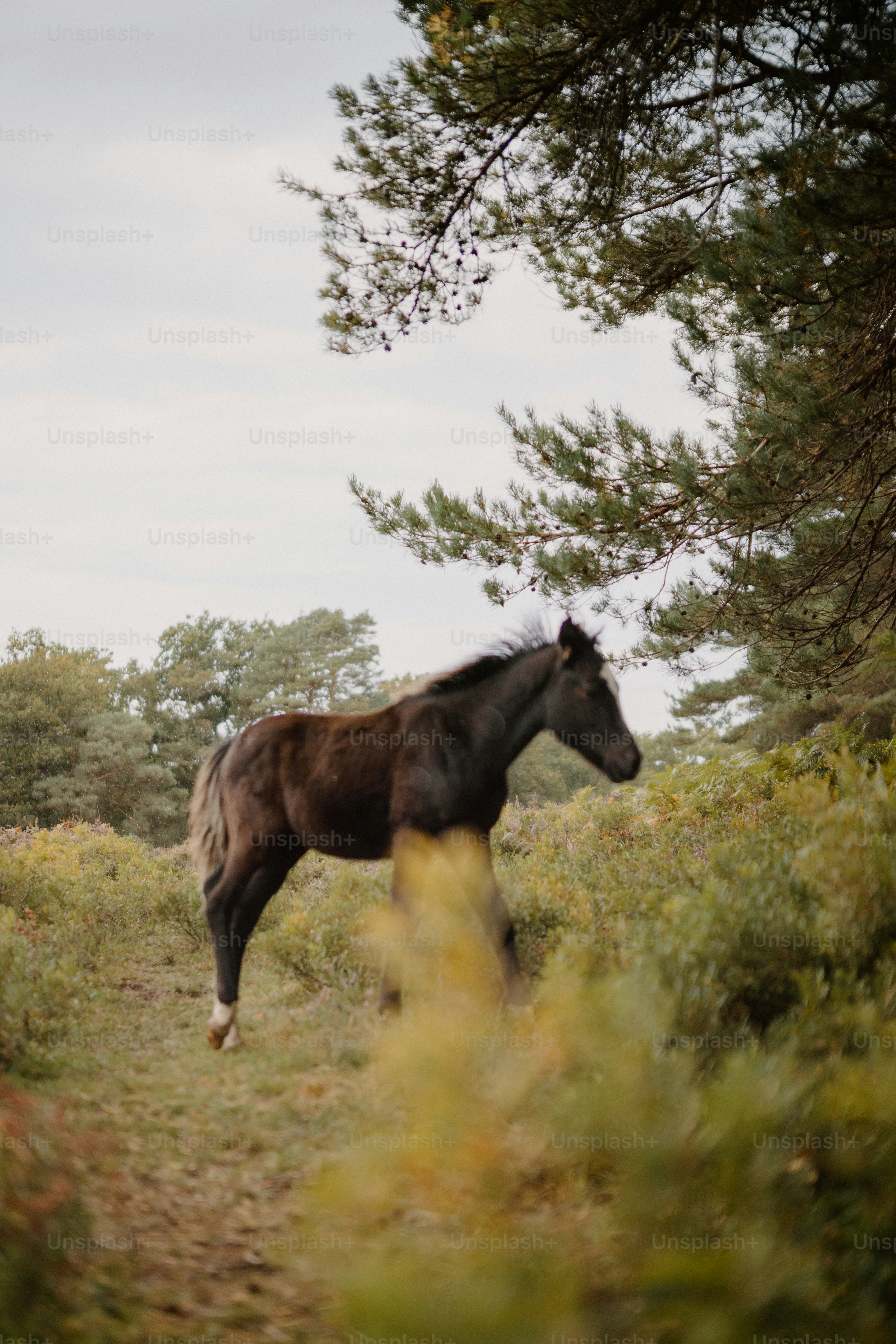 Ein dunkles Pferd läuft auf einem Pfad durch Laub.
