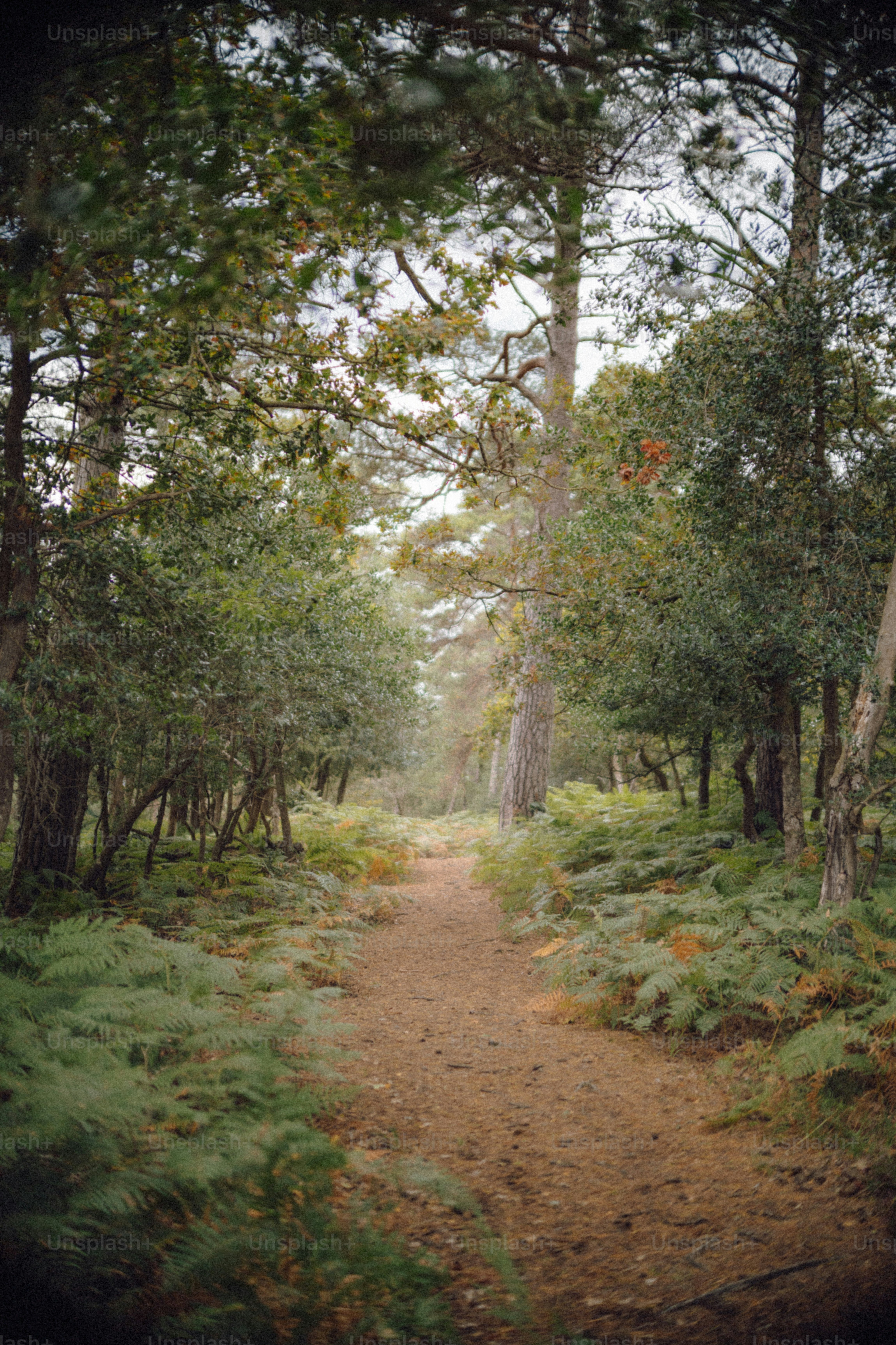A dirt path winds through a dense forest with ferns.