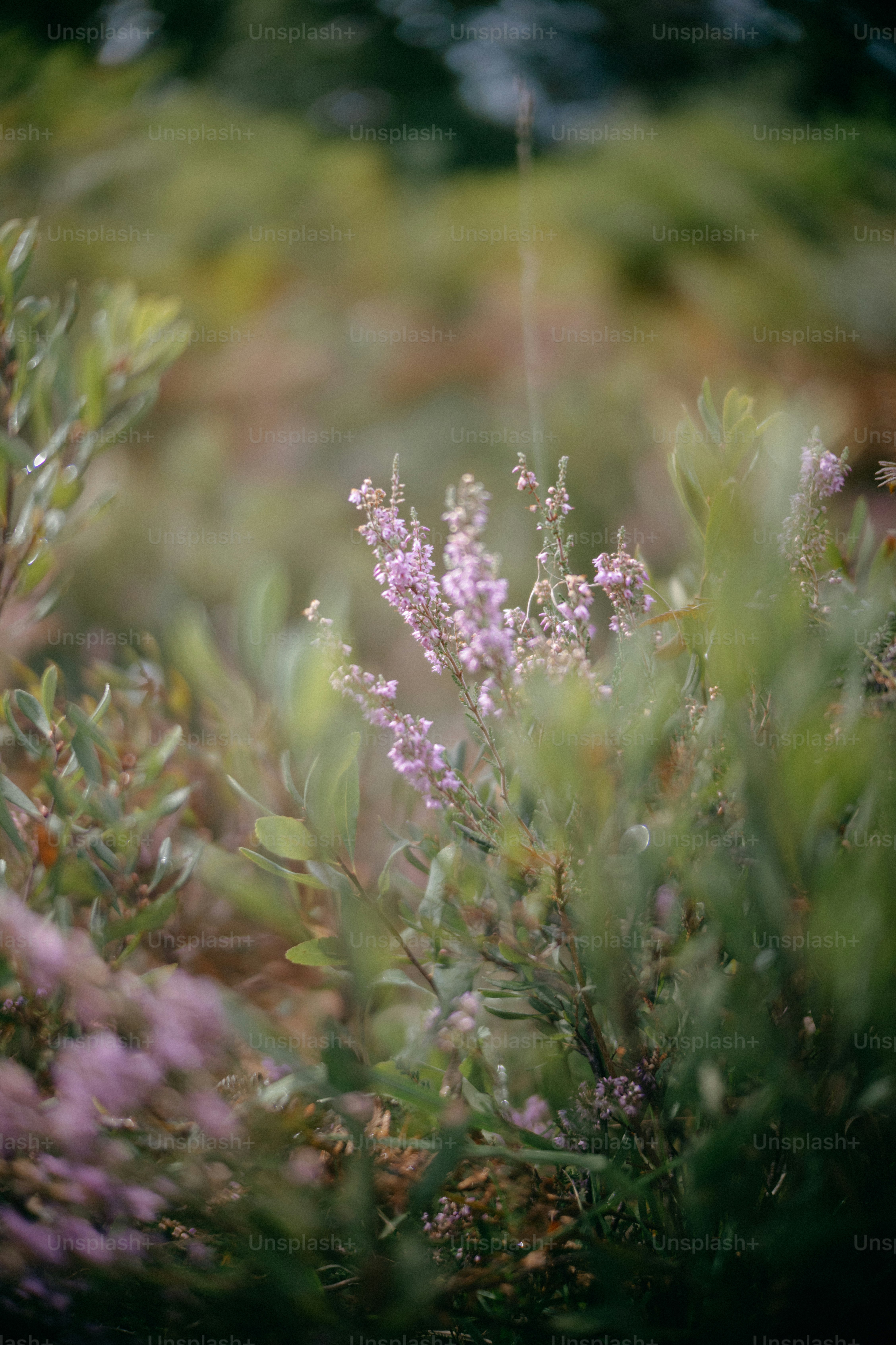 Zarte violette Heideblüten blühen zwischen grünem Laub.