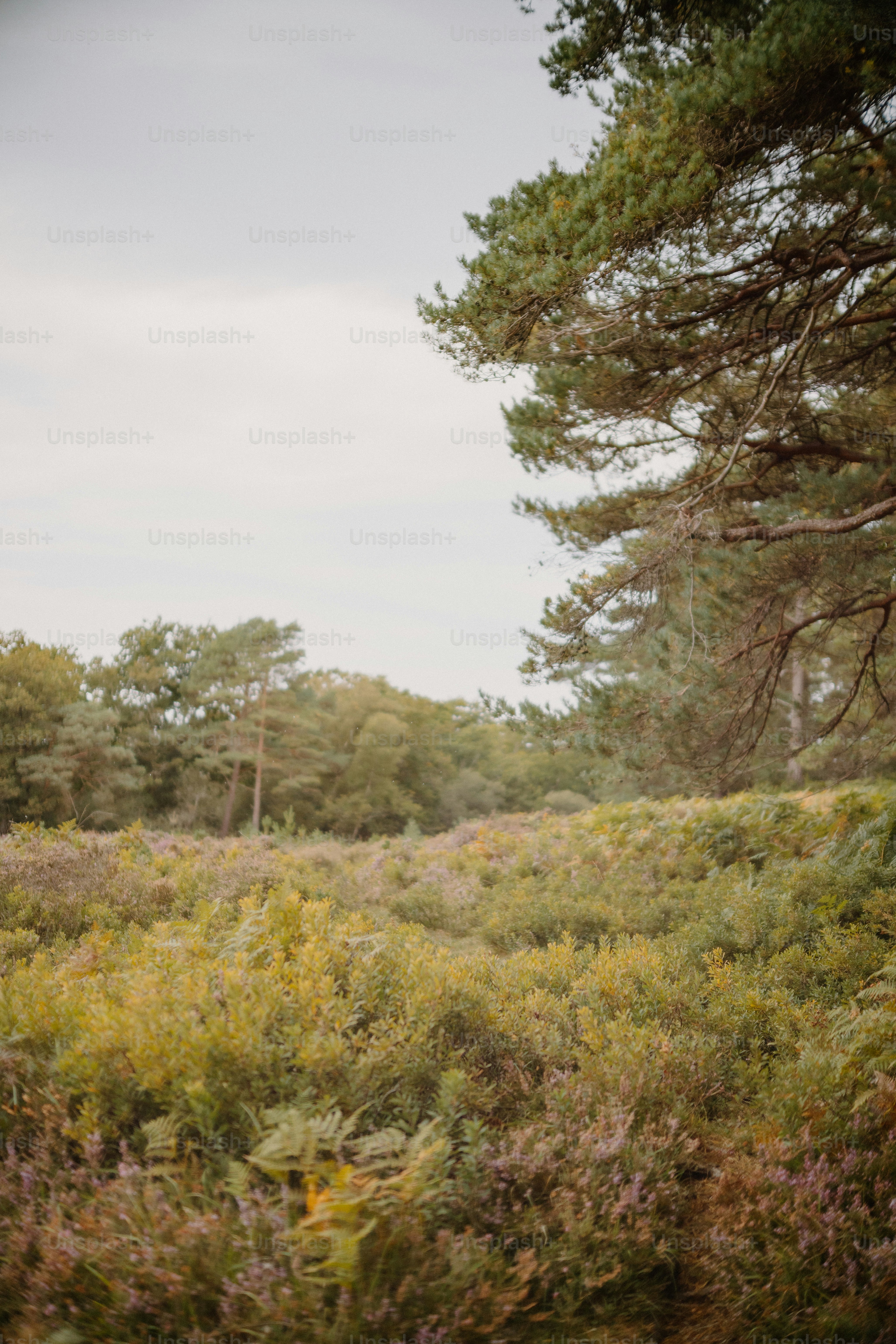 Heidekraut und Farne auf einer Waldlichtung.