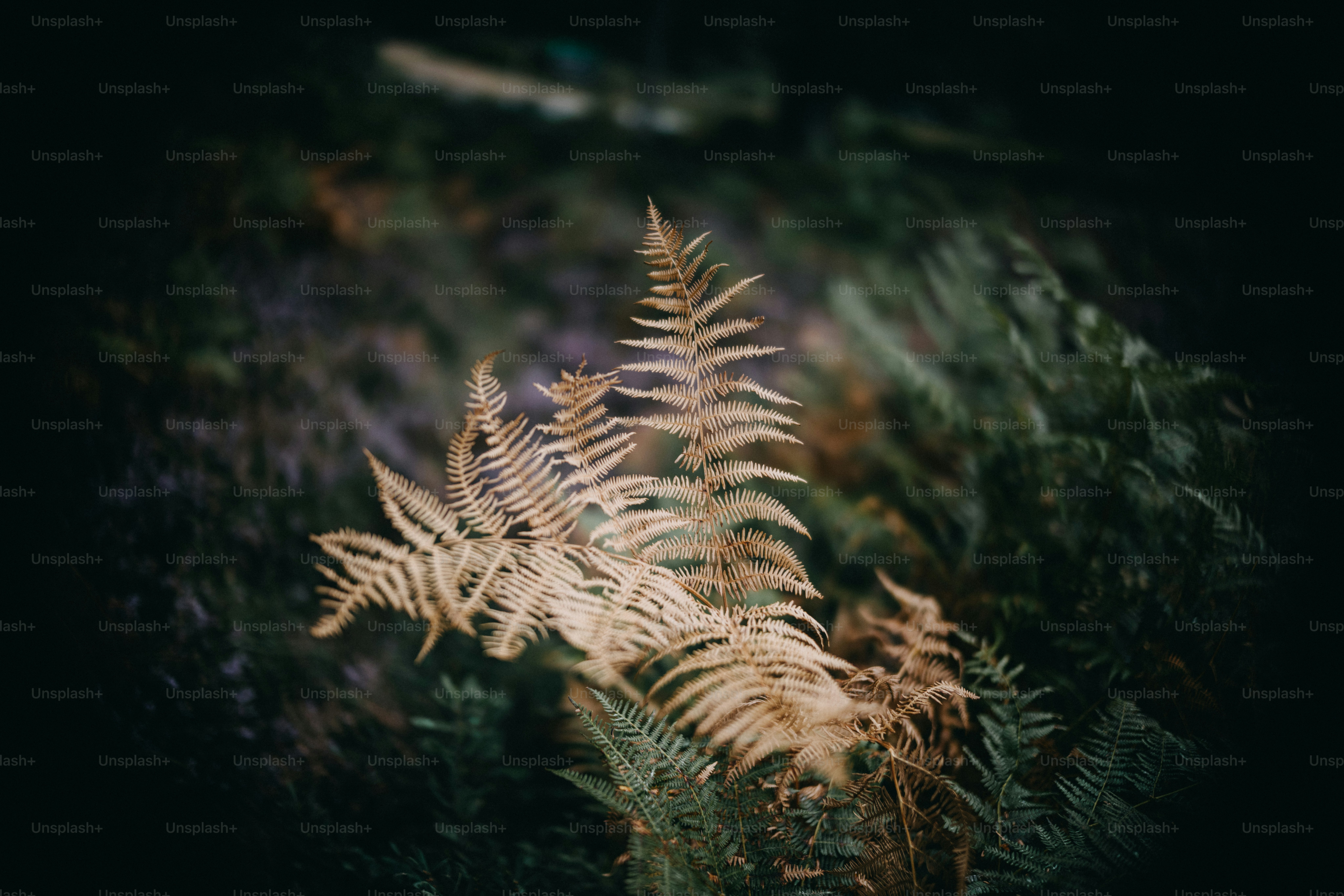 Dry fern fronds in a dark forest setting. photo – Outdoor Image on Unsplash