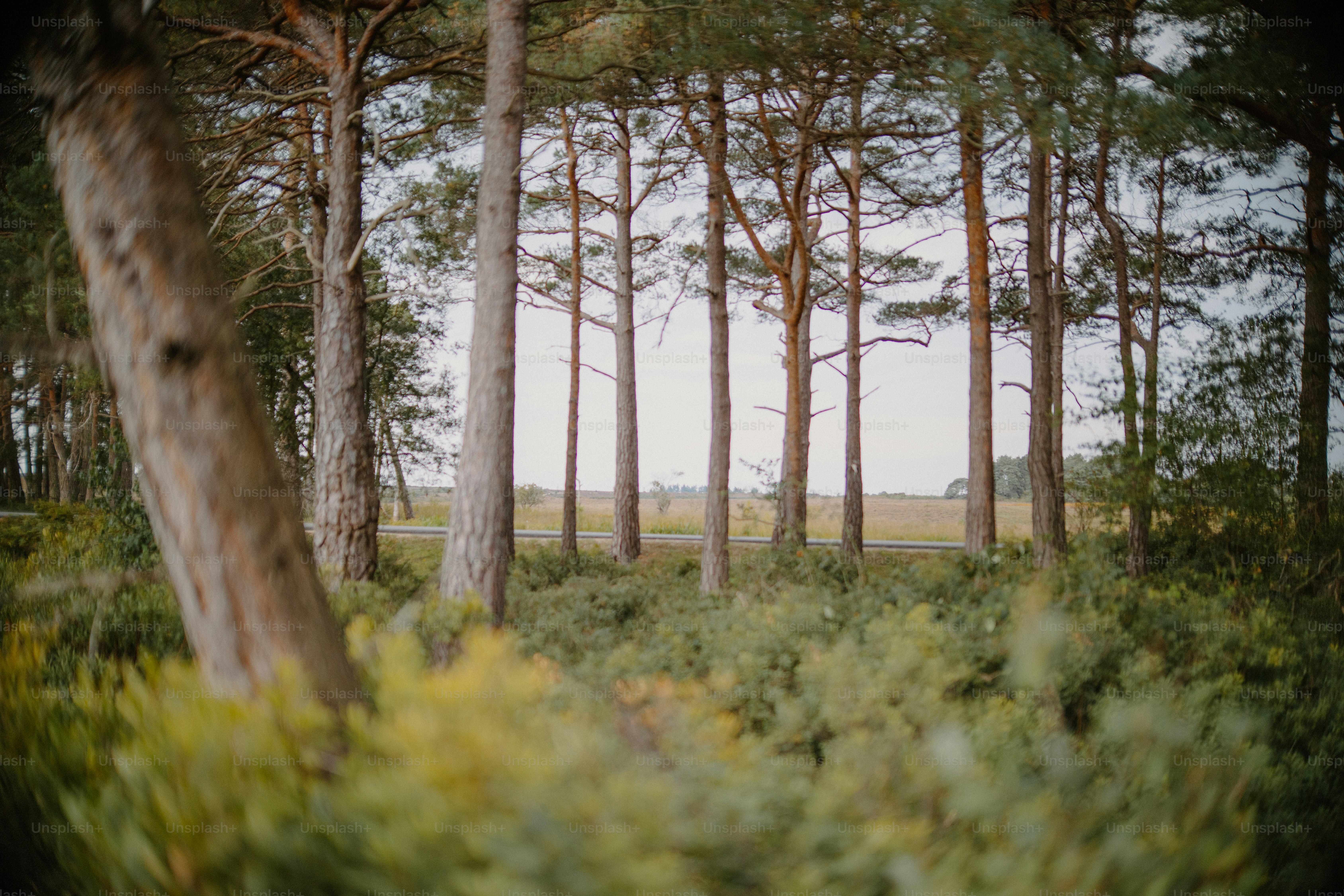 Hohe Kiefern in einer dichten Waldlandschaft.