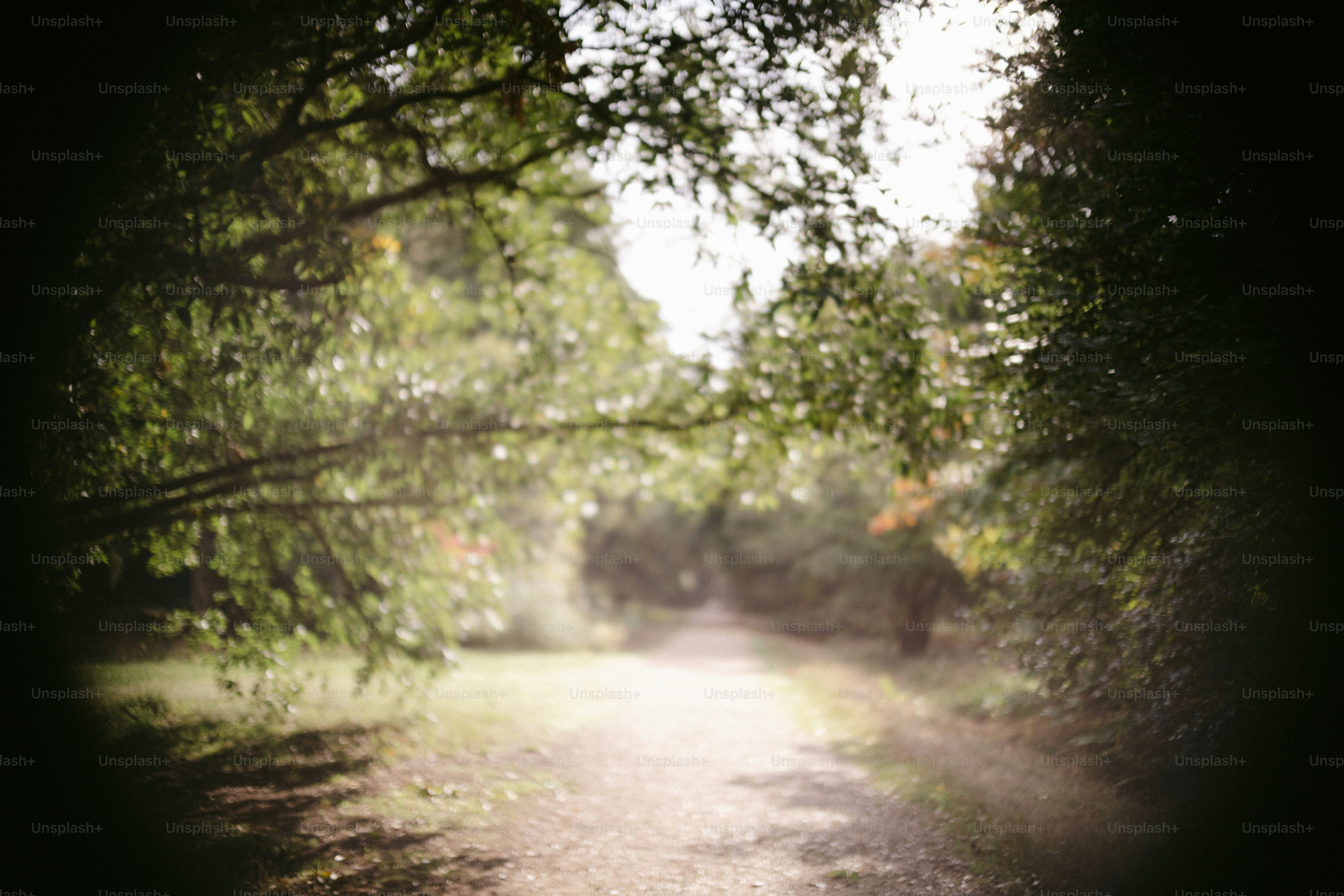Ein sonnenbeschienener Waldweg umgeben von Bäumen