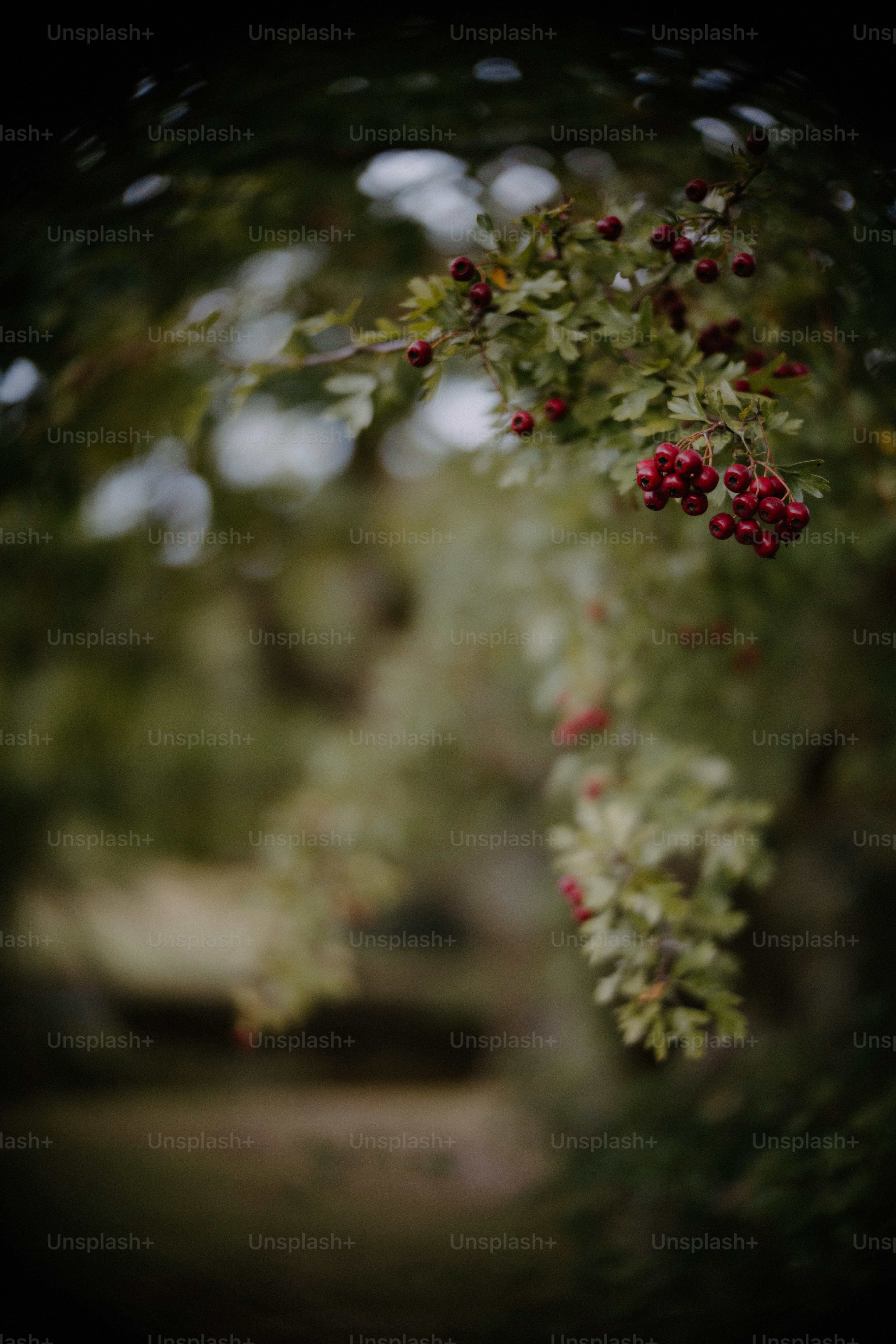 Rote Beeren an einem Zweig mit grünen Blättern.