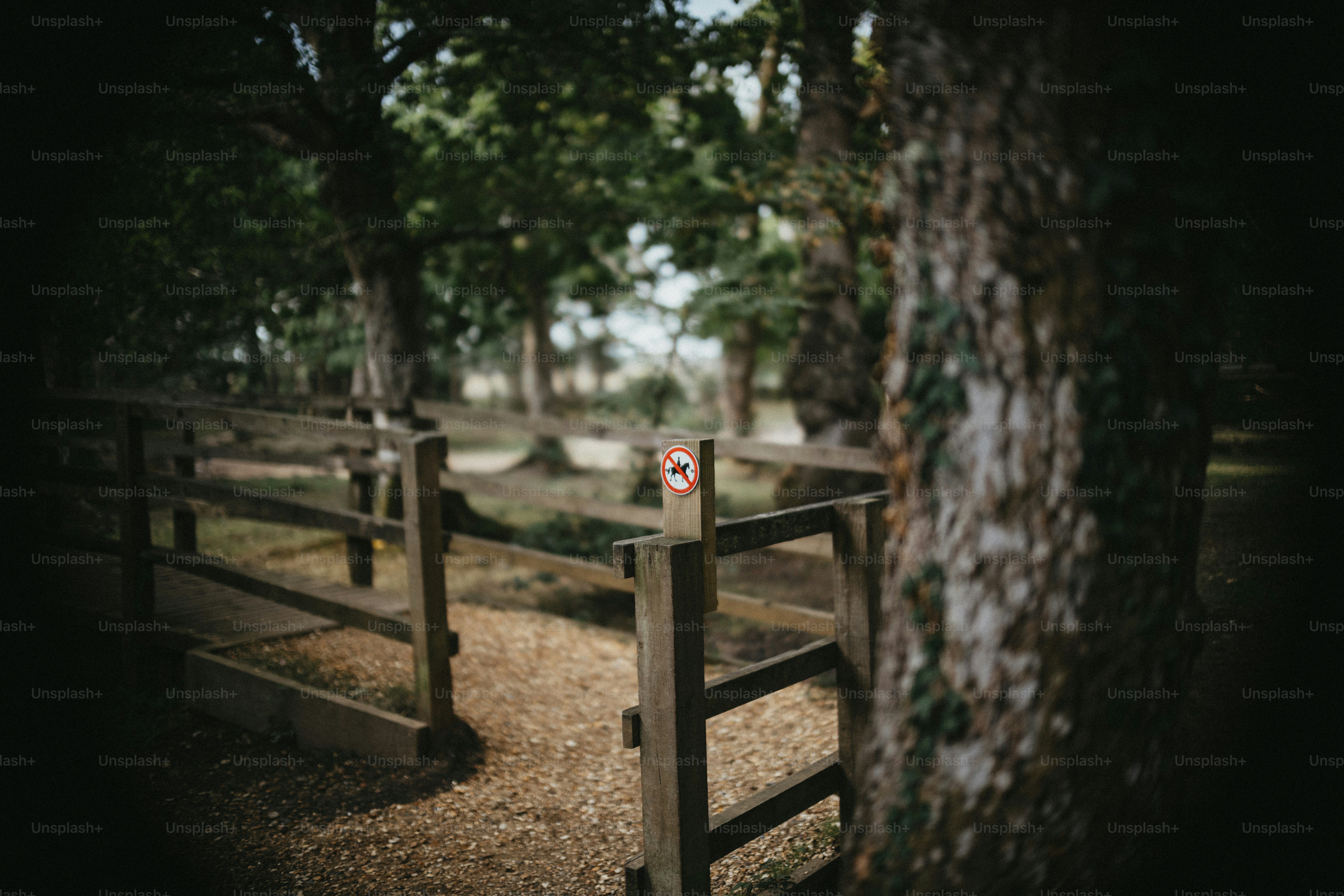 Wooden gate in a forest path with trees
