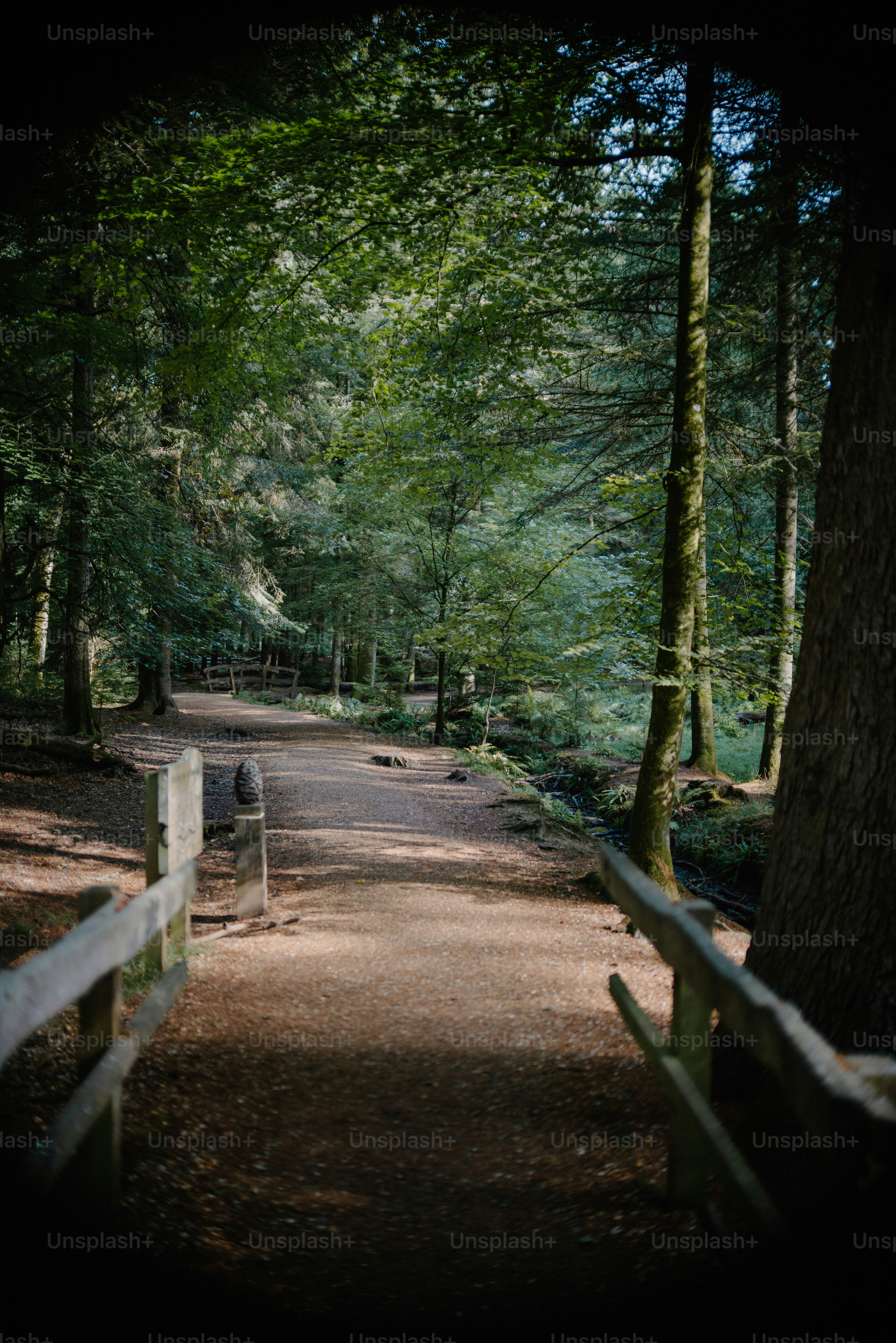 Um caminho de floresta sombreado com grades de madeira. foto – Imagem sobre  Outono na Unsplash, image size:3000x4498