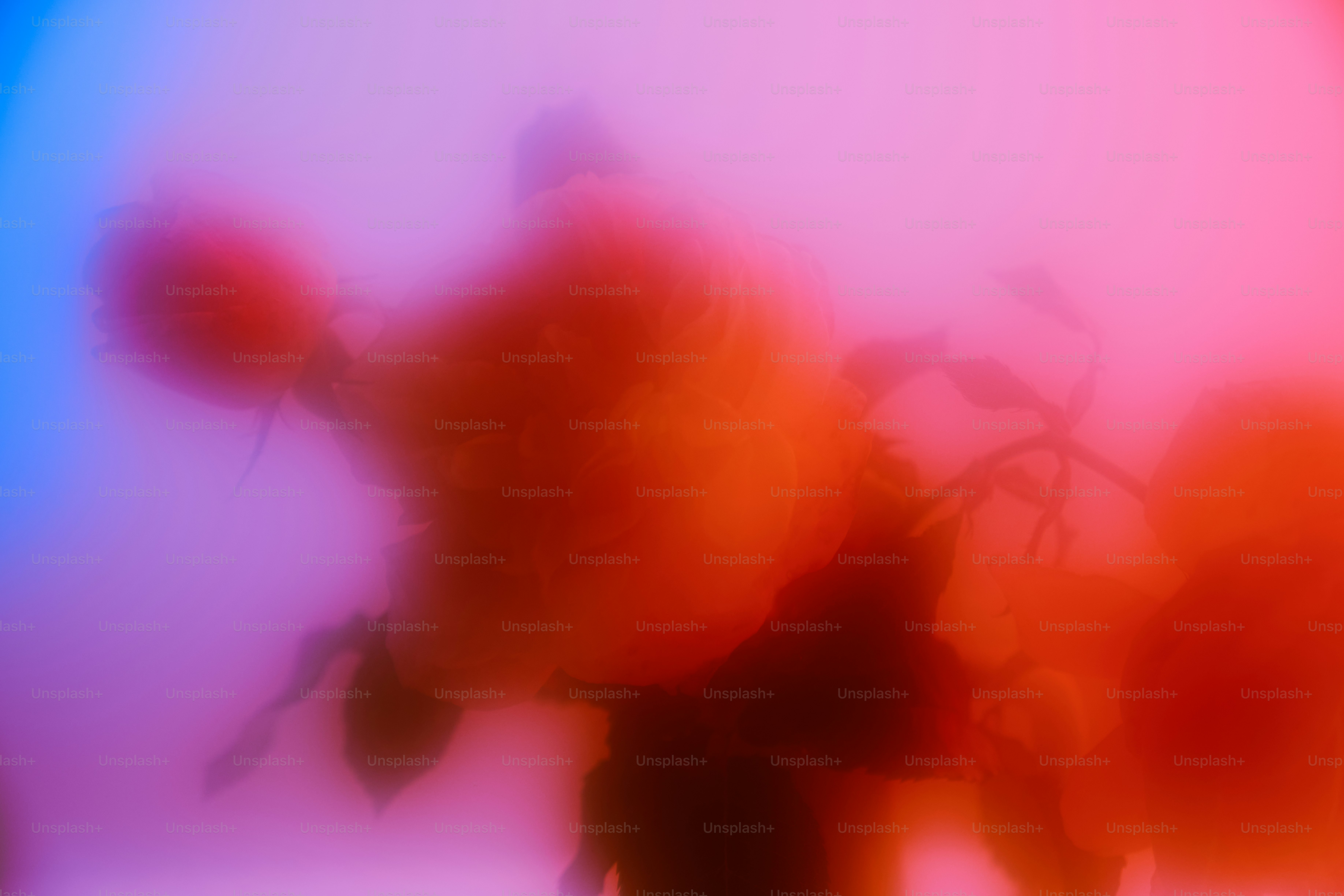 Blurred roses in neon pink and blue light photo – Flower Image on Unsplash