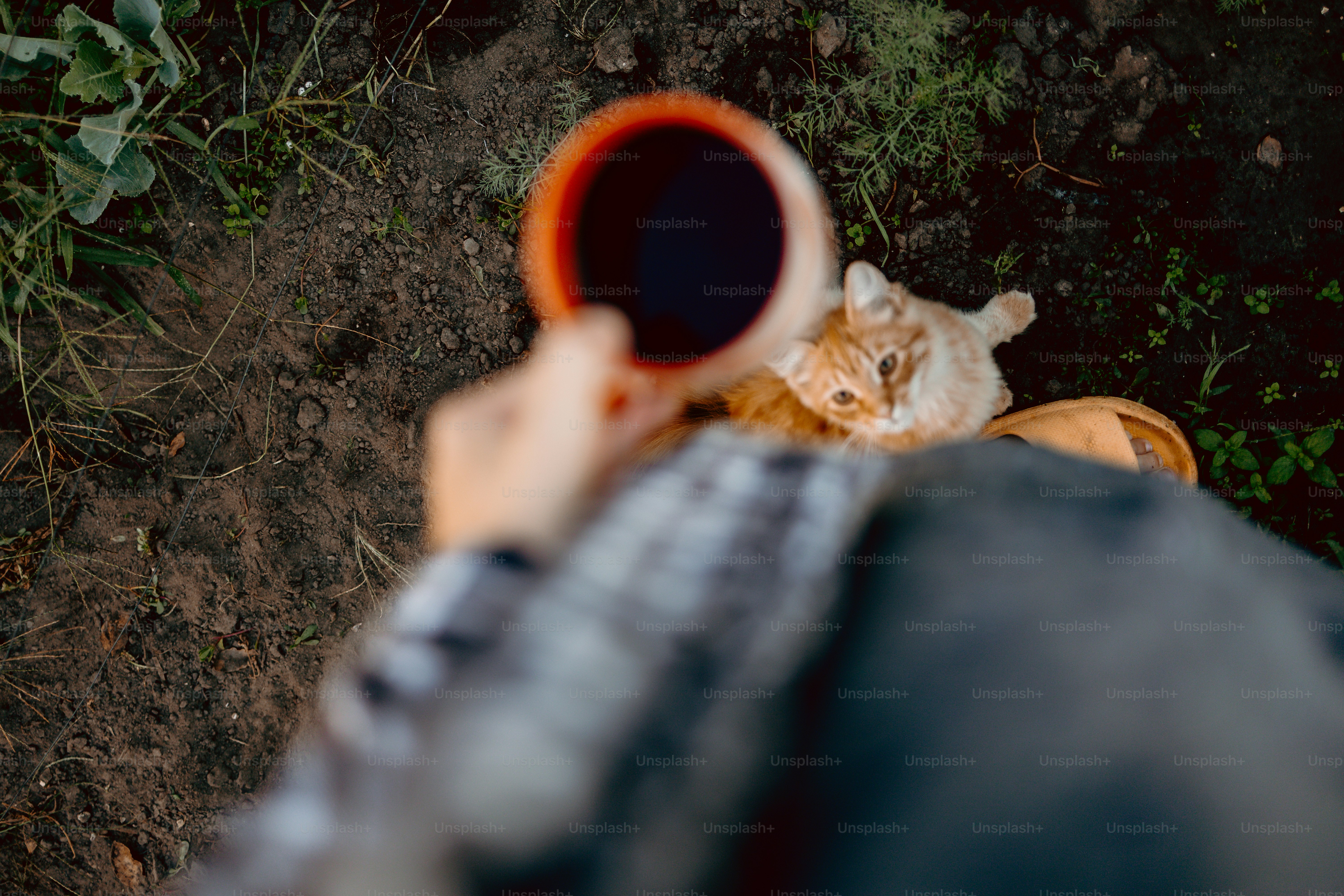Cat looks up from cup of coffee held by person