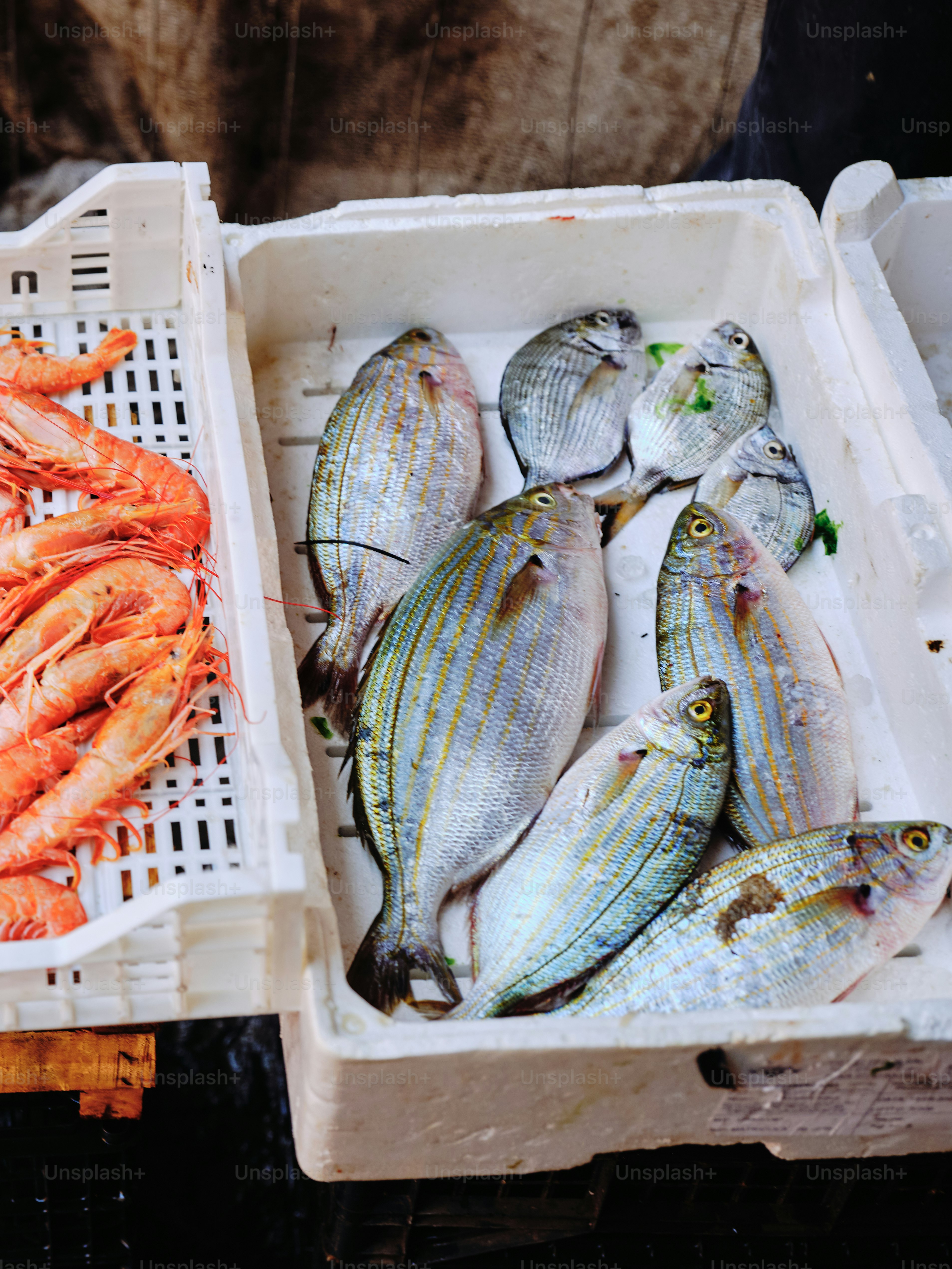 Ikan dan udang segar ditampilkan dalam peti putih.