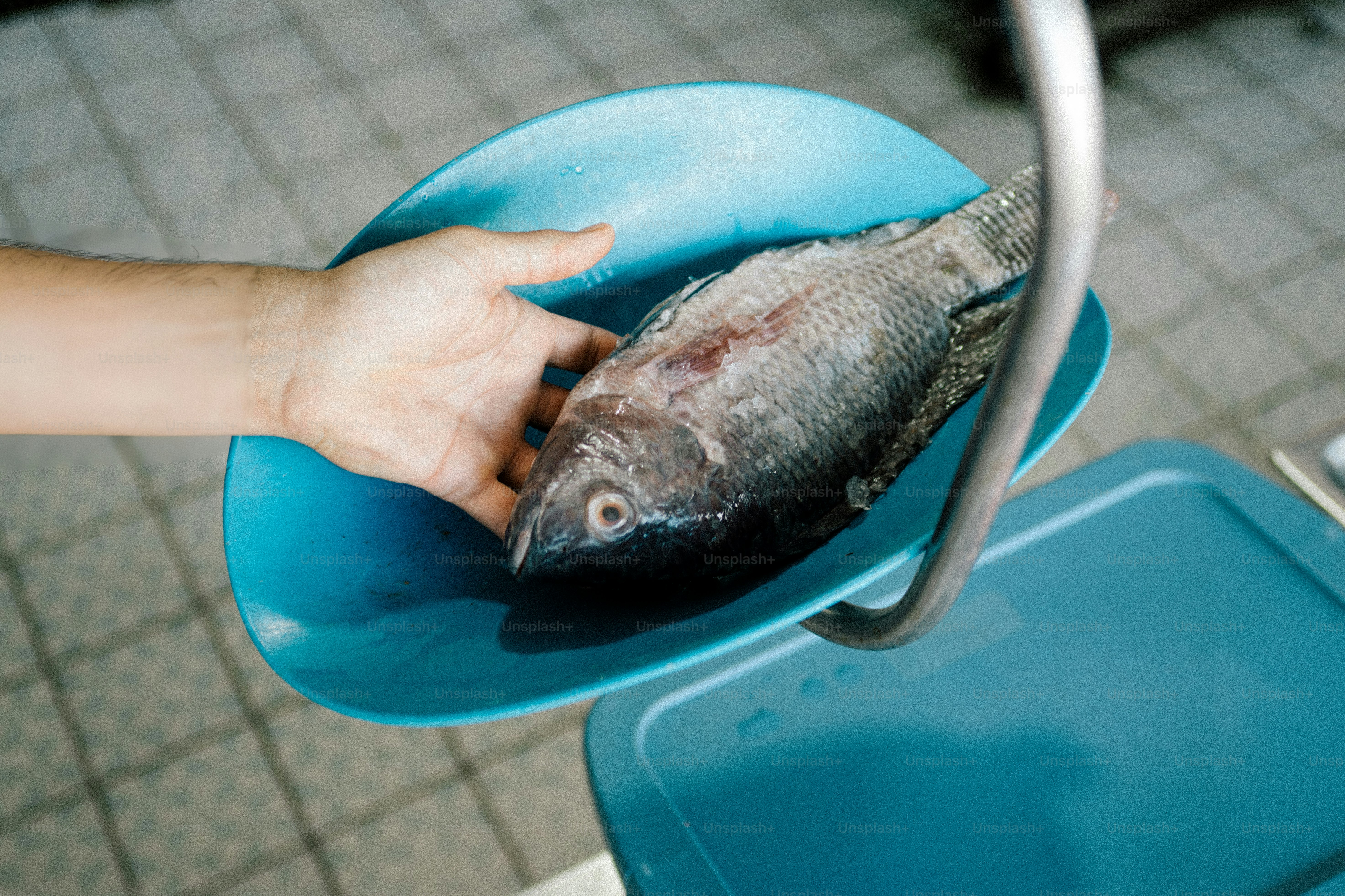 Hand holding a fish on a blue scale