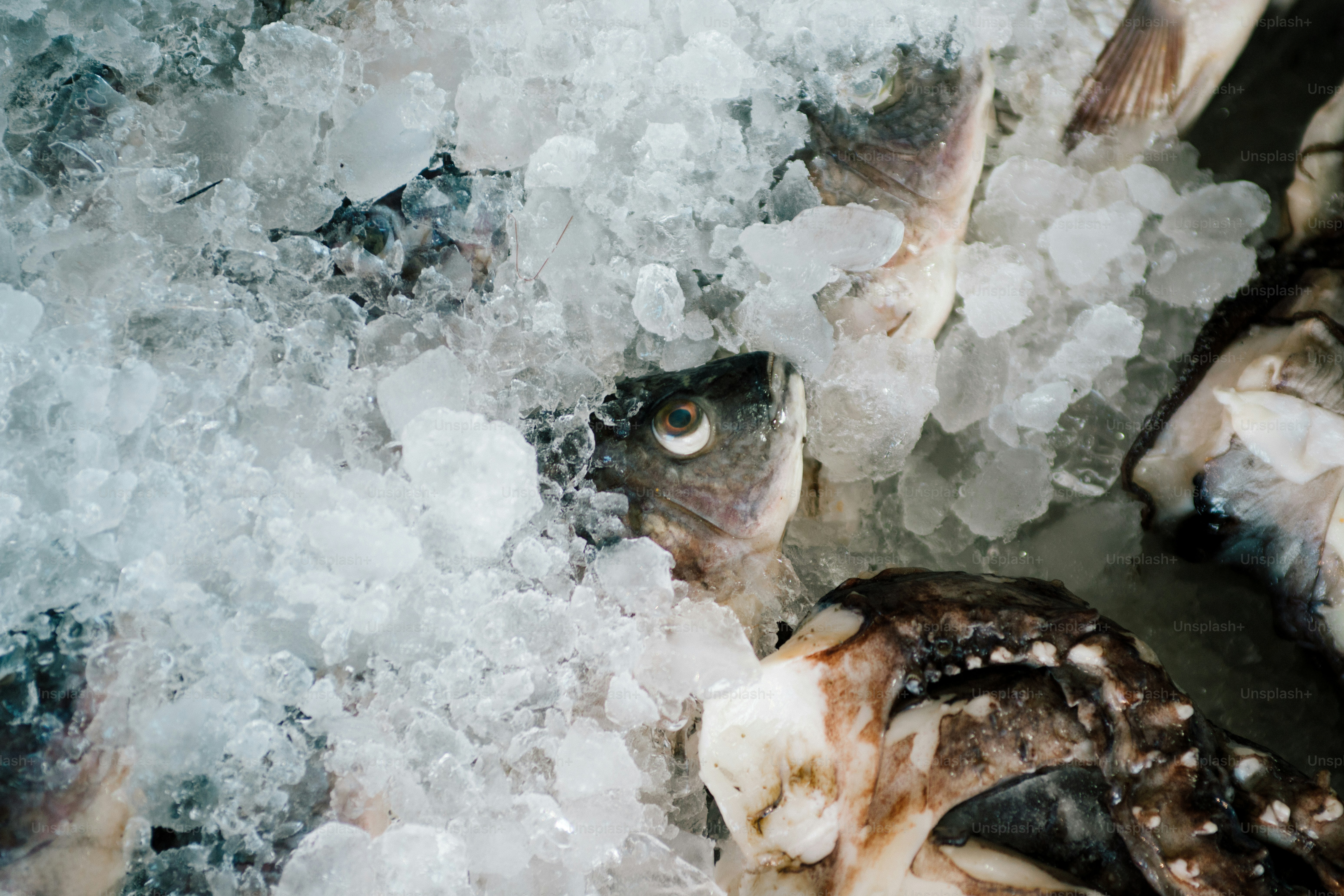 Ikan segar yang tertutup es di pasar