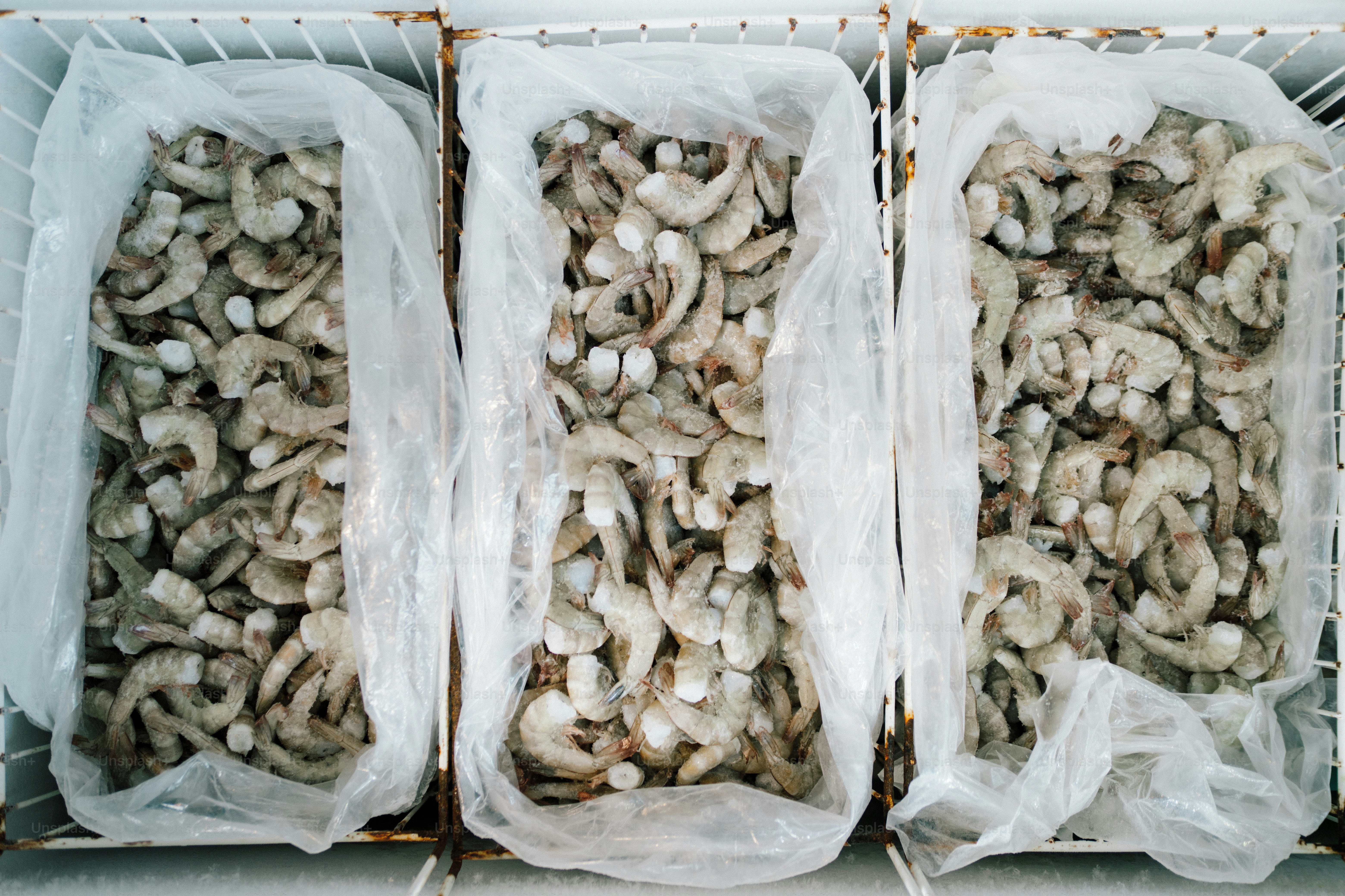 Three bins filled with raw shrimp