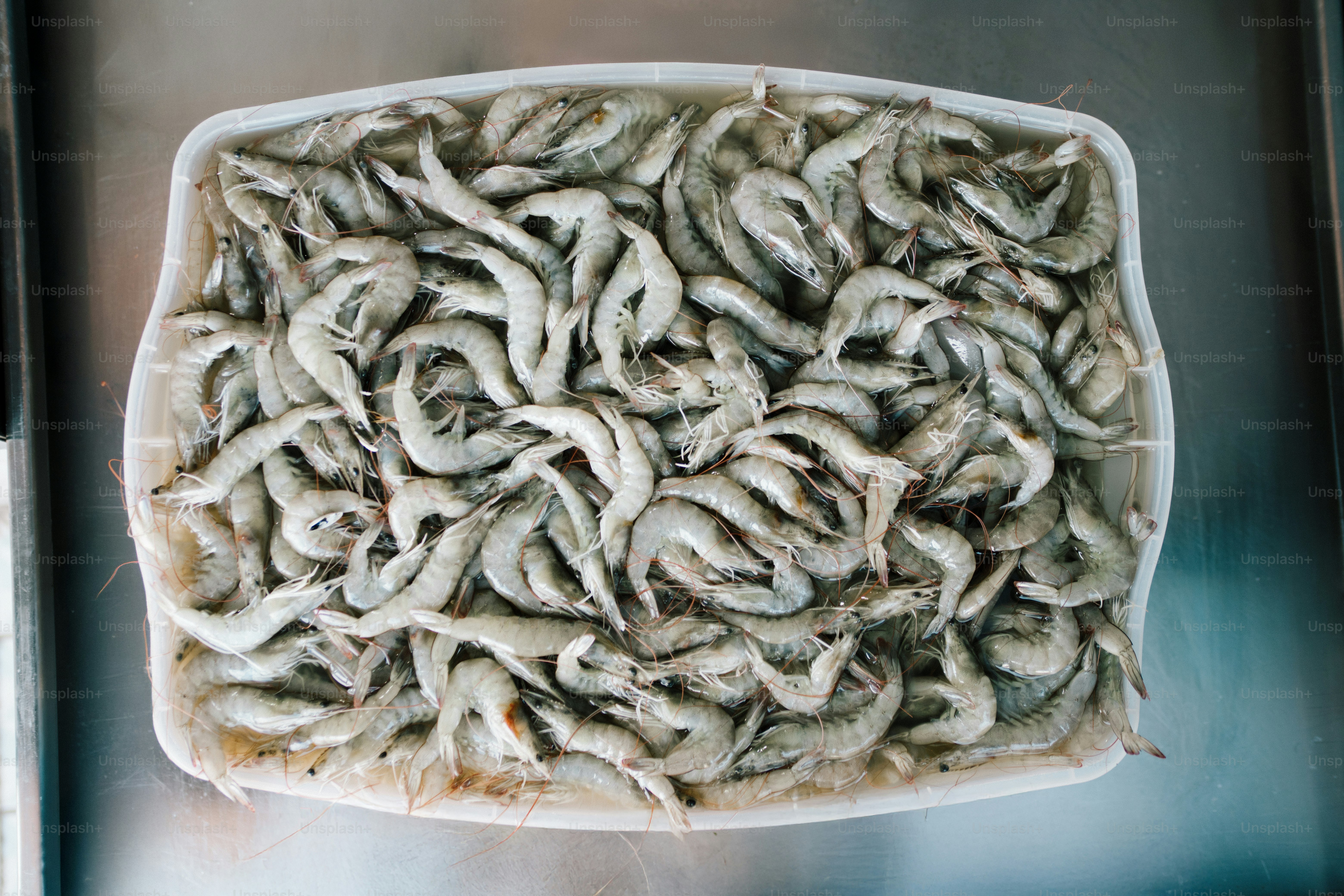 A large white container filled with small shrimp.
