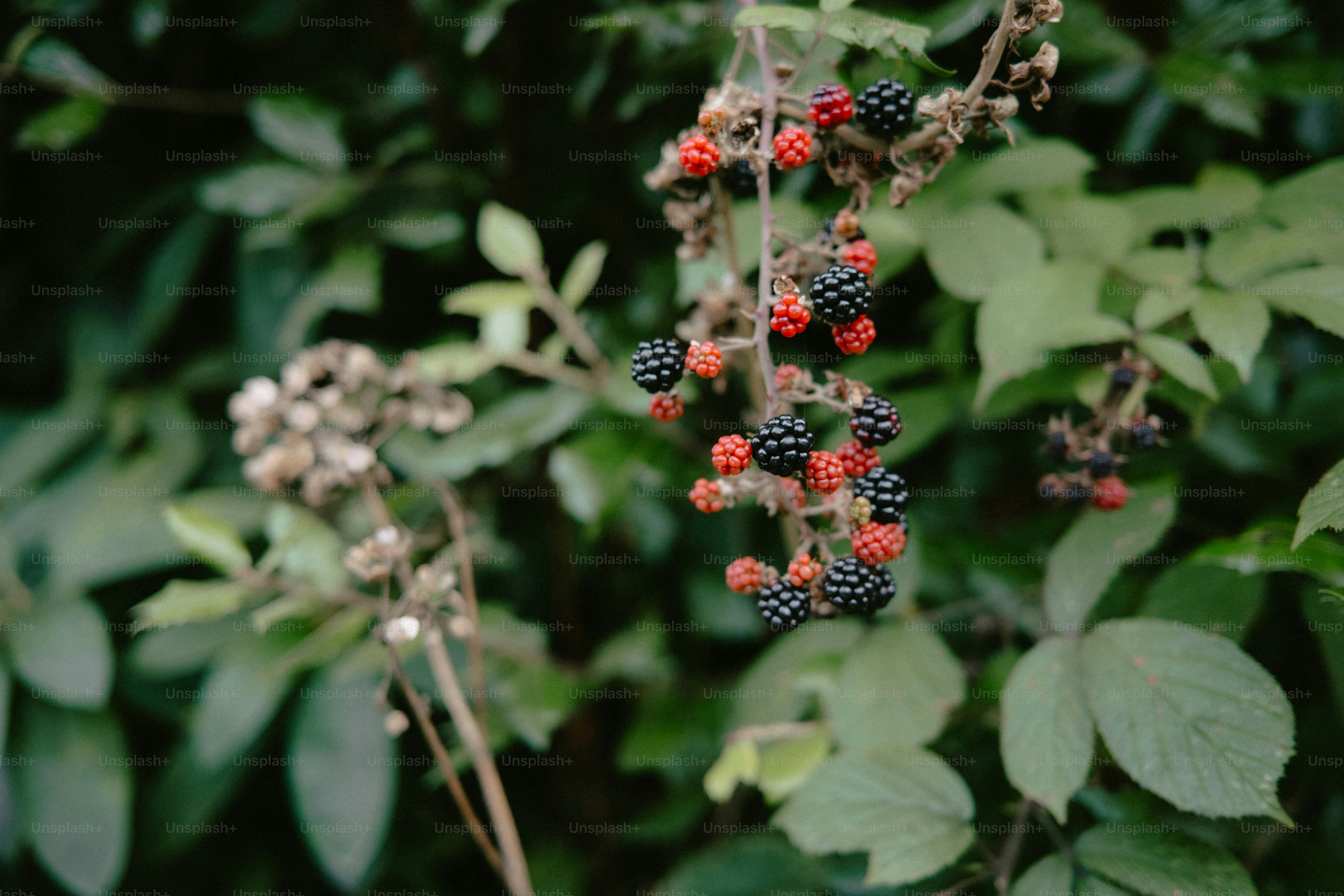Blackberries ripening on a vine withering vine