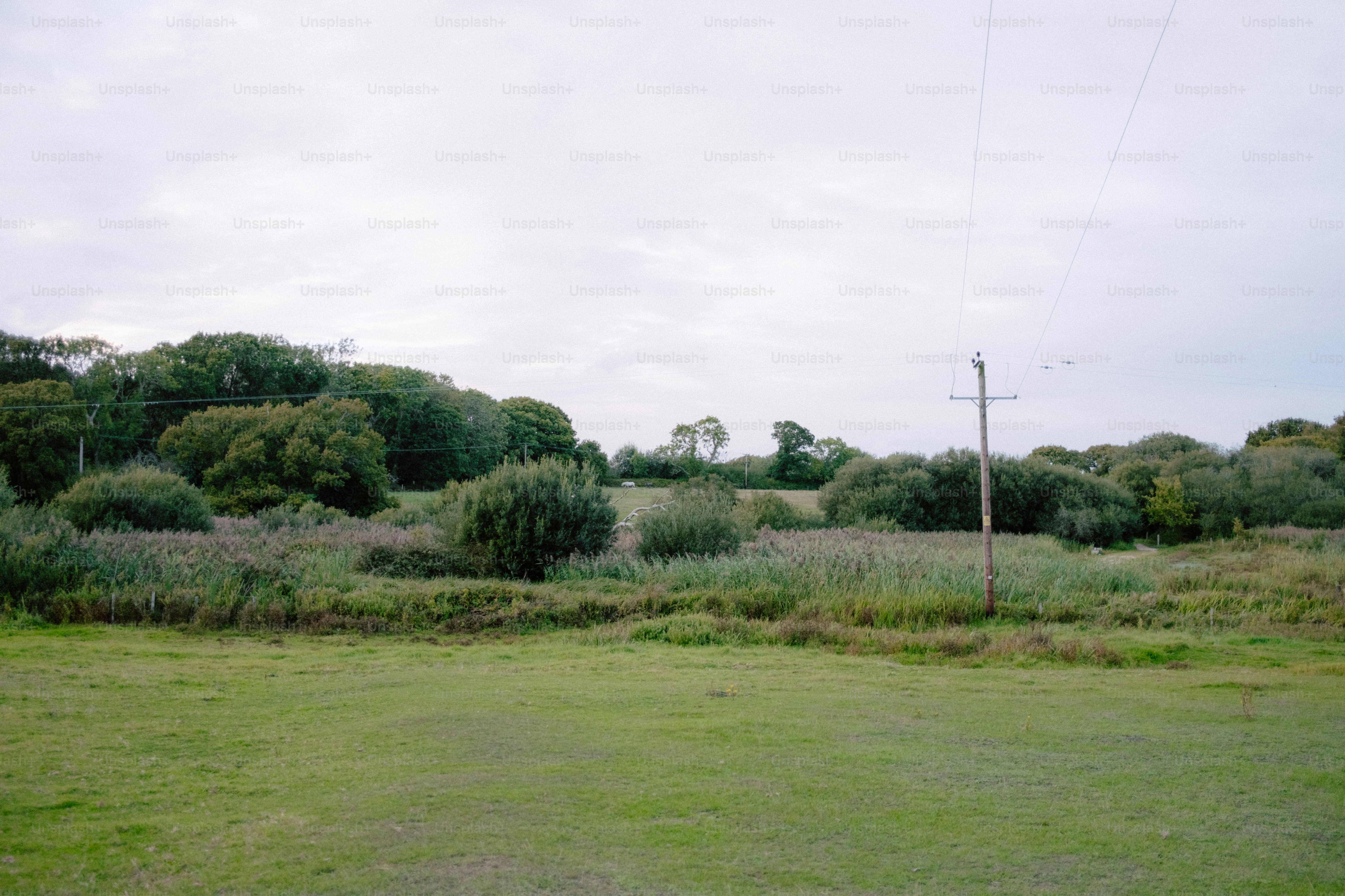 Green grassy field with trees and a utility pole.