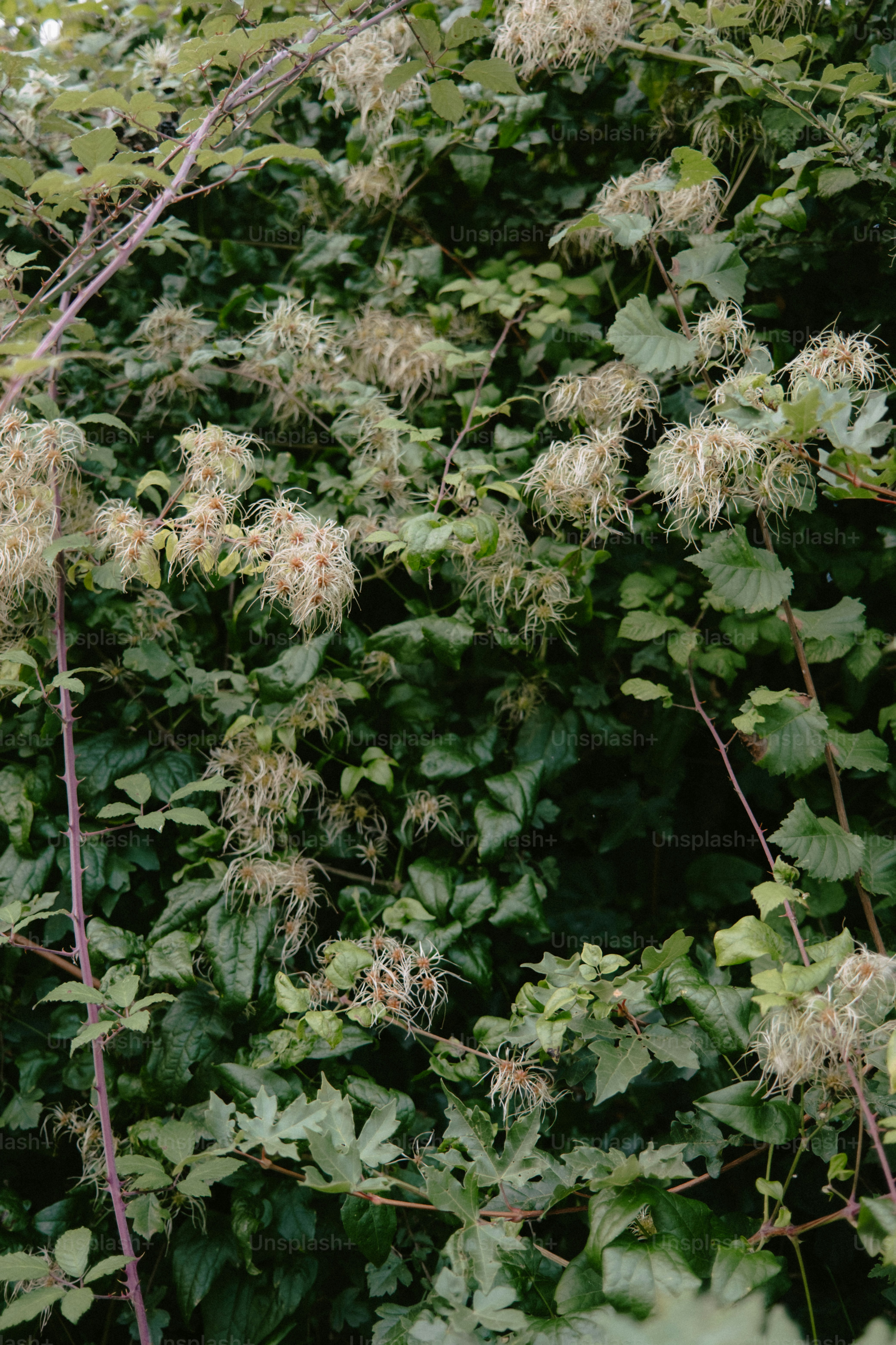 Green leafy vines with fluffy seed heads