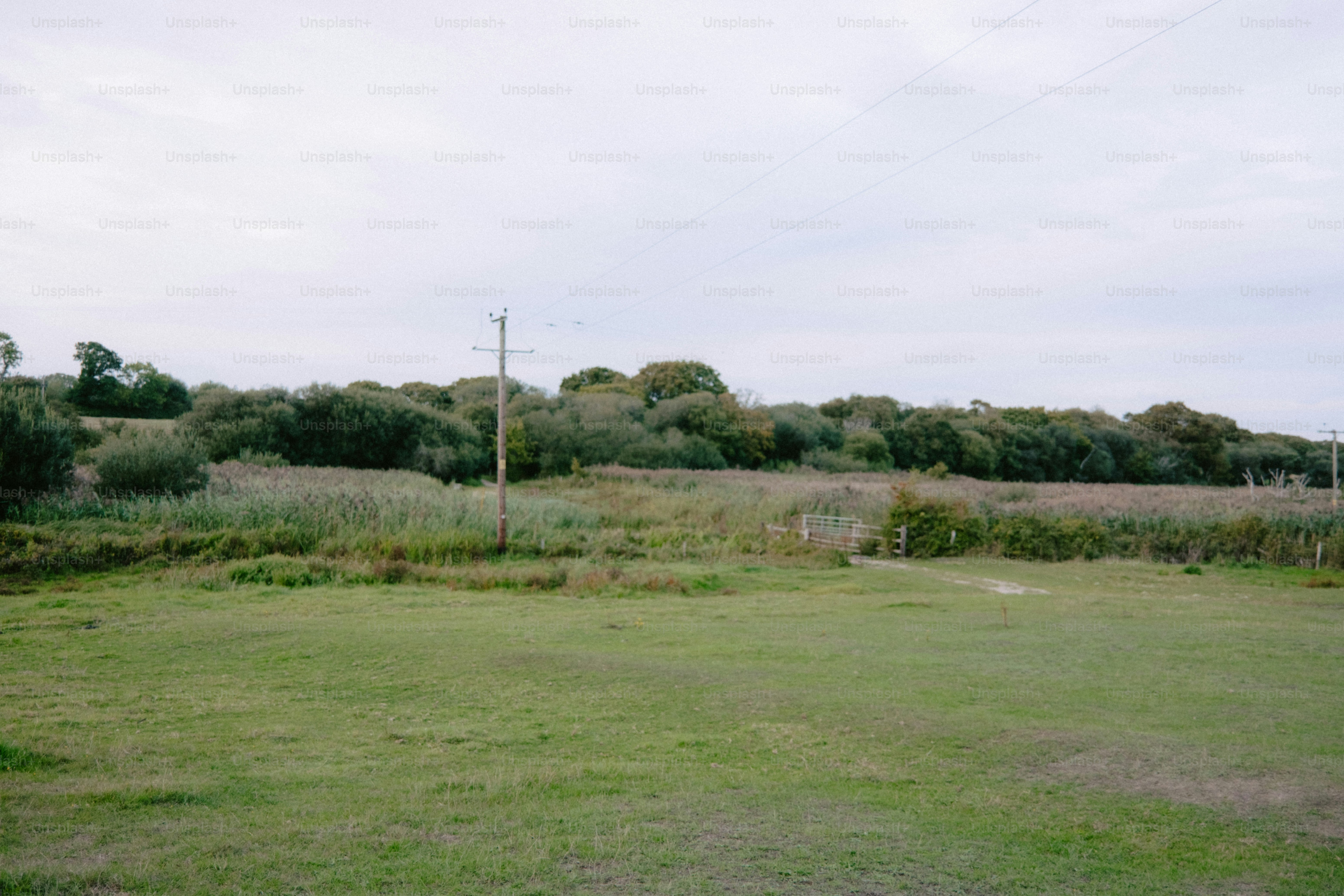 Grassy field with trees and a cloudy sky