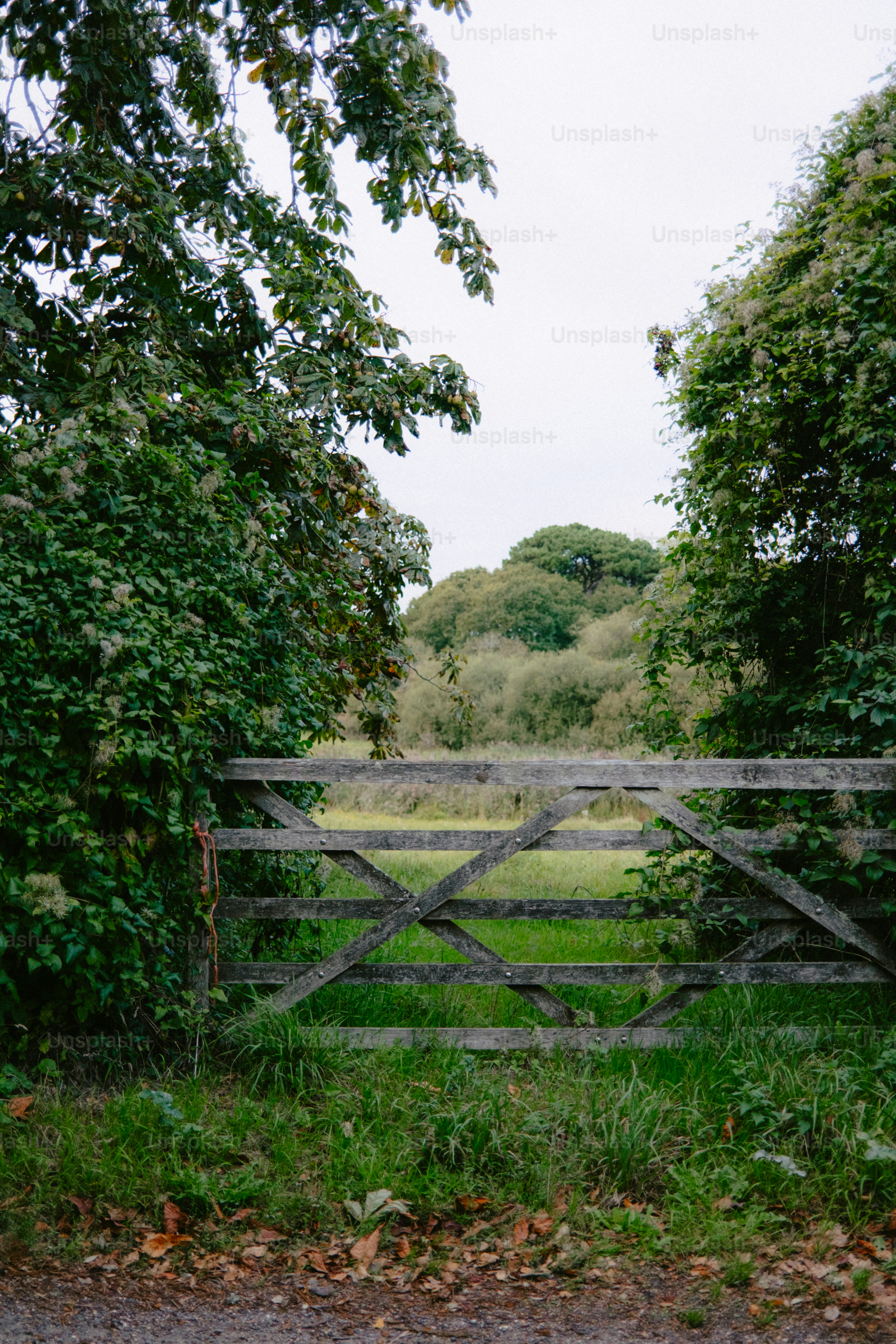 Wooden gate leading to a grassy field