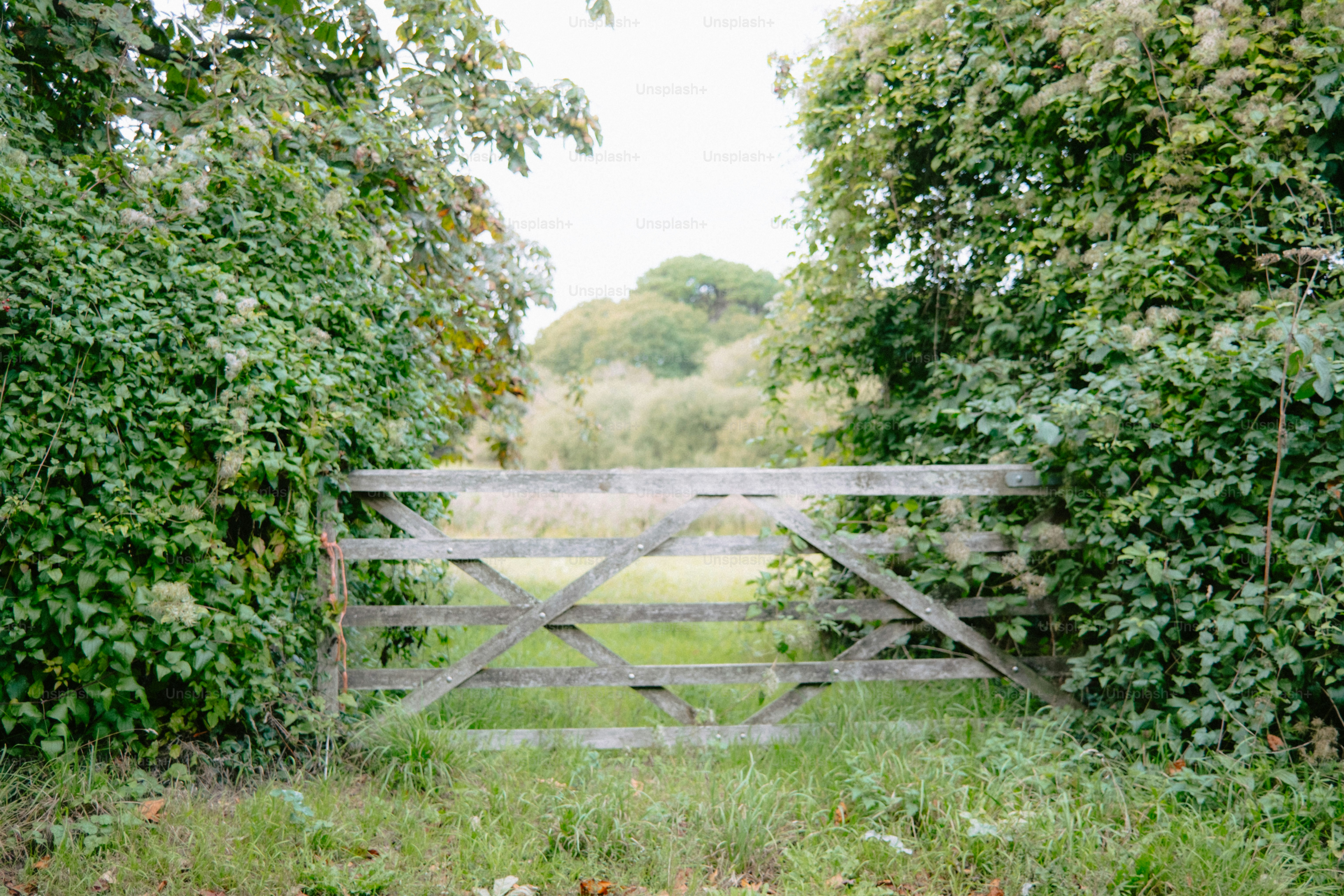 Wooden gate surrounded by lush green foliage