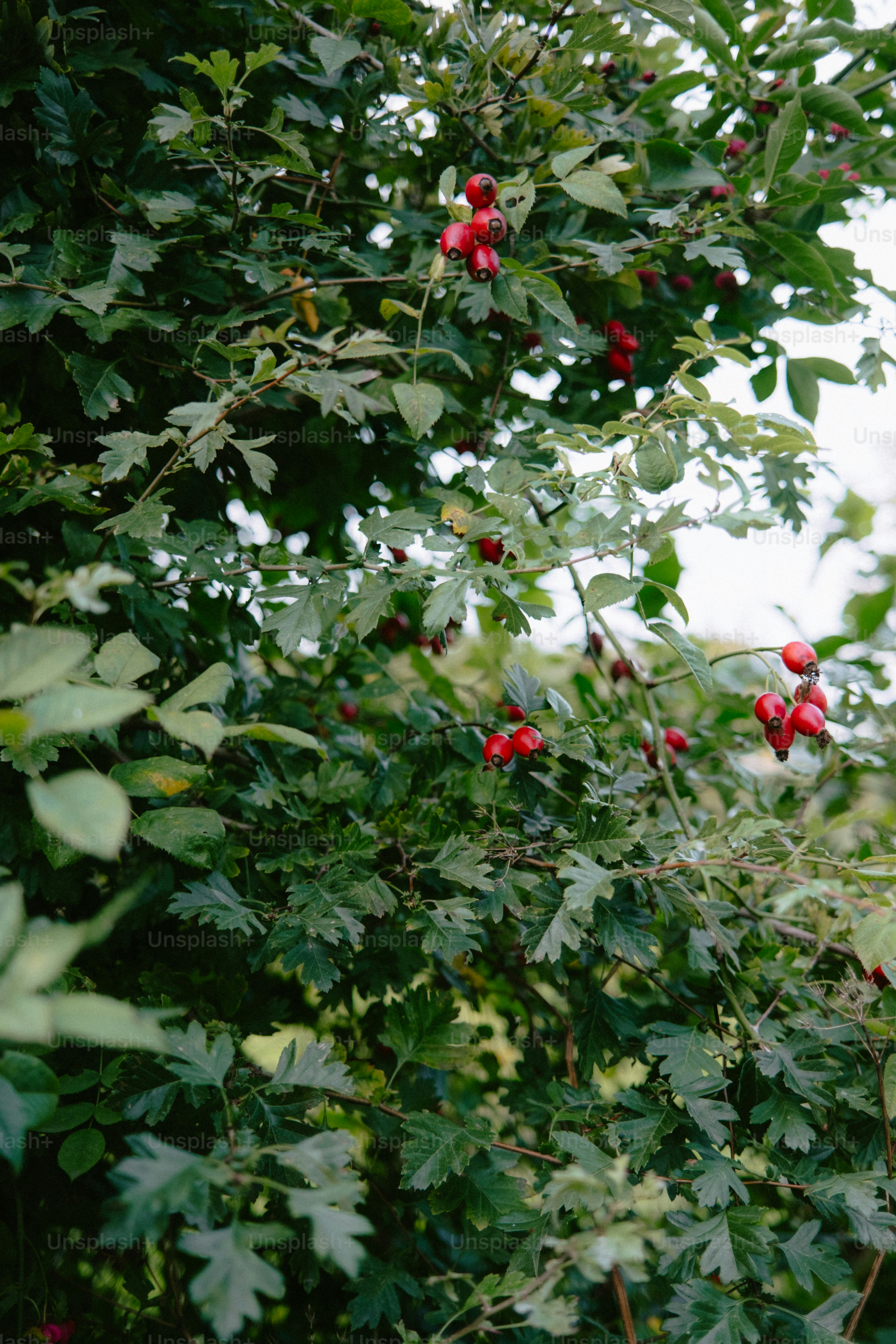 Green bush with red berries in daylight.