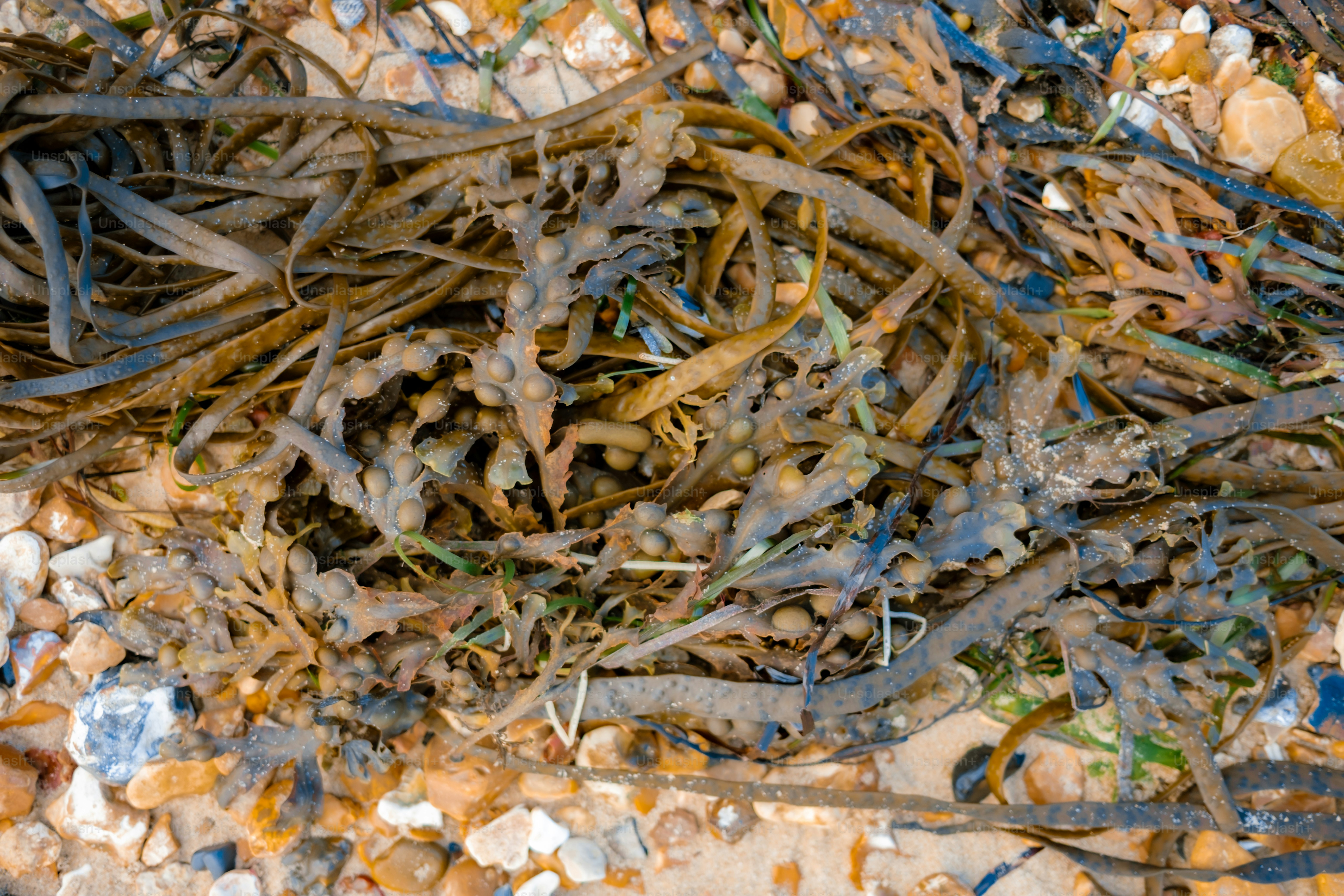Brown seaweed and pebbles on a beach