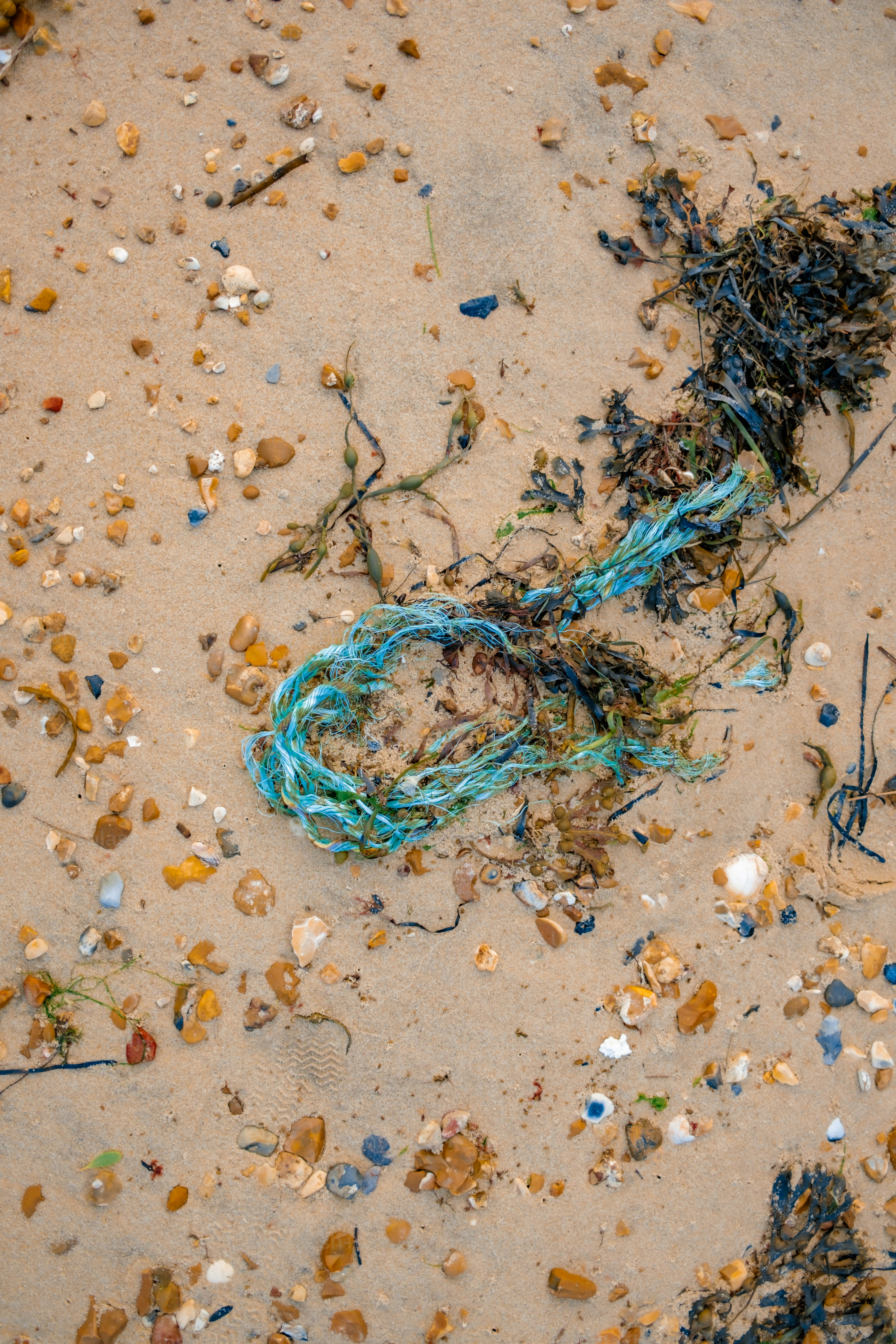 Cuerda azul y algas en una playa de arena.