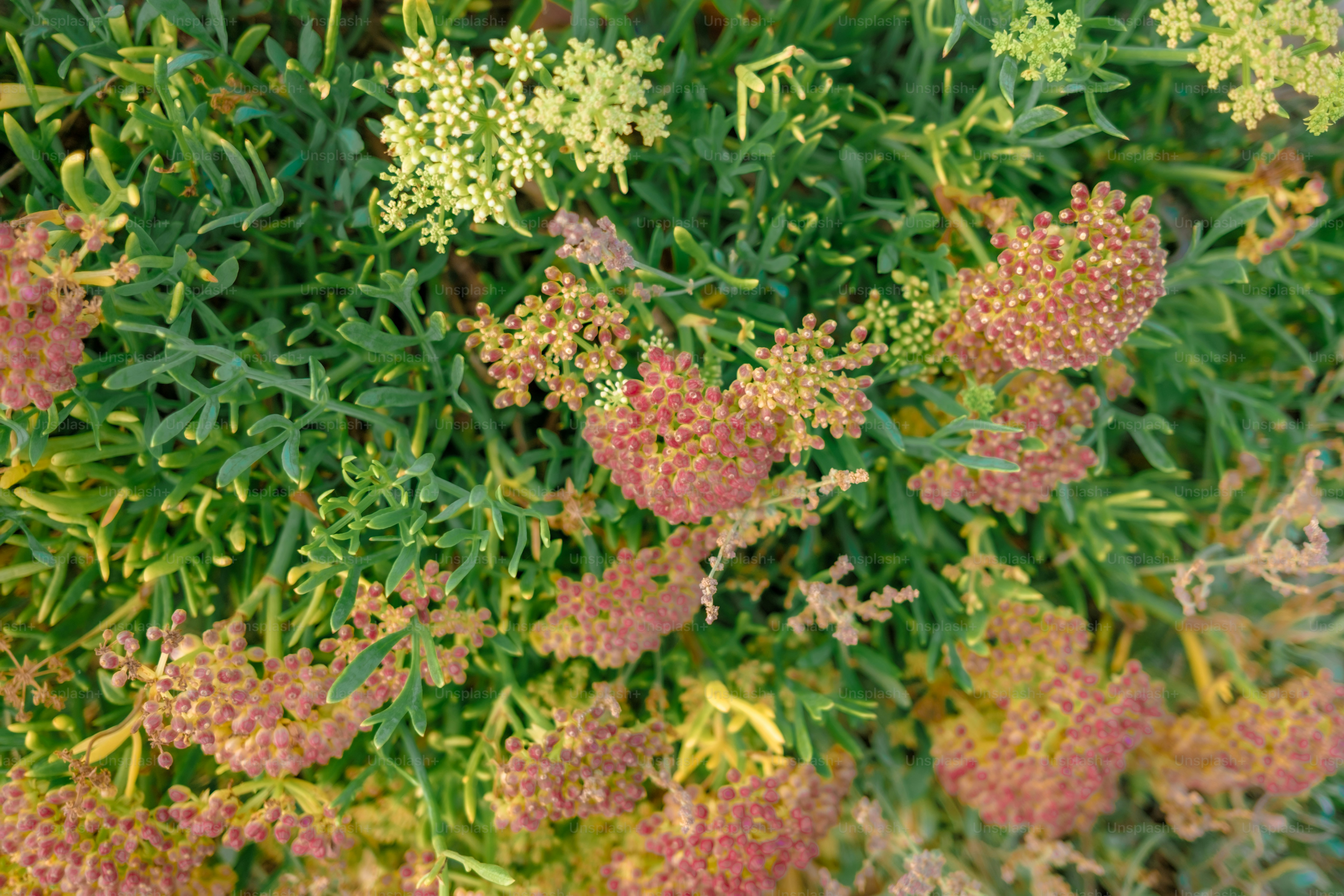 Green and pink sea asparagus plants close up