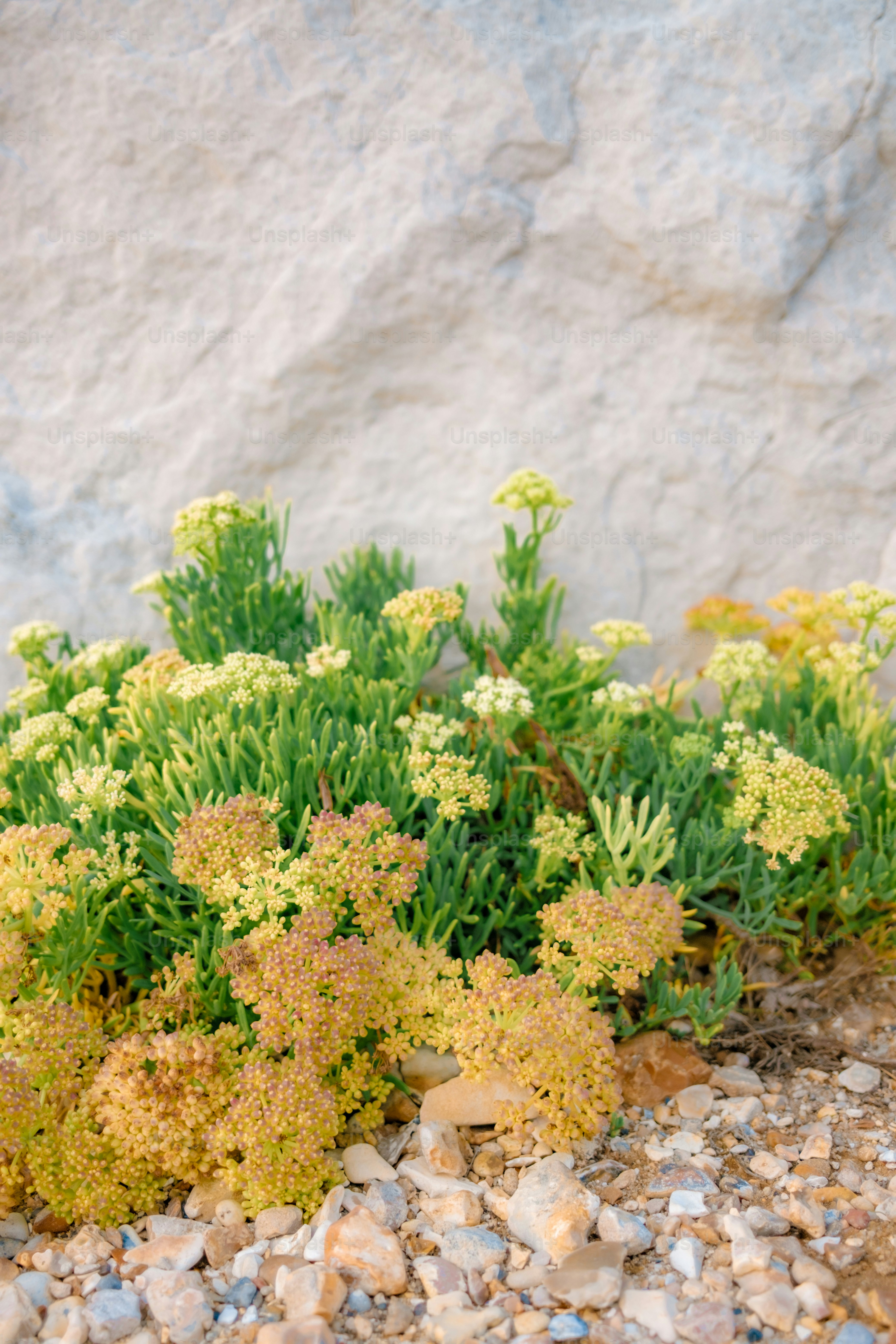 Green and yellow plants grow near a large rock.