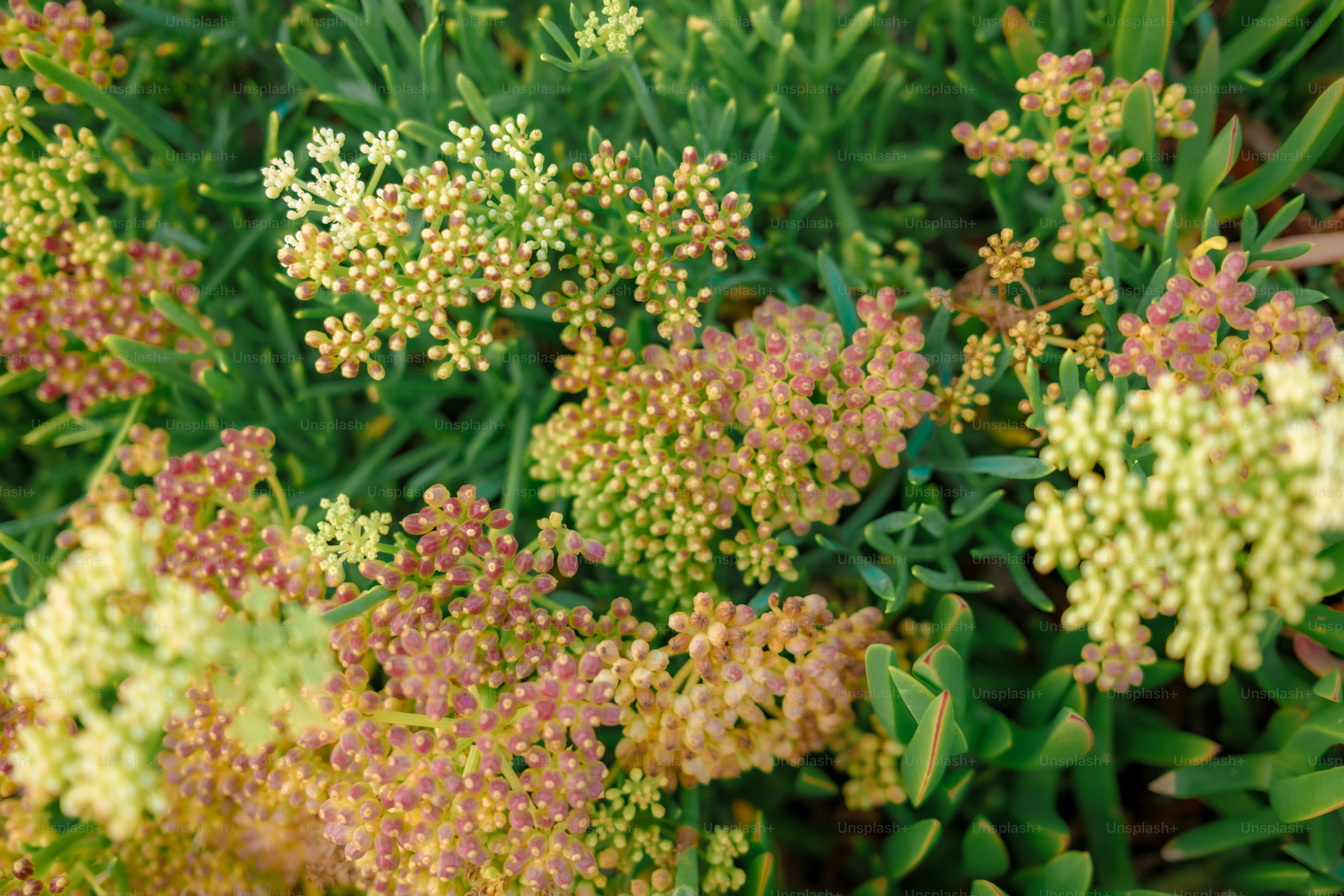 Close-up of small, clustered flowers with green foliage.