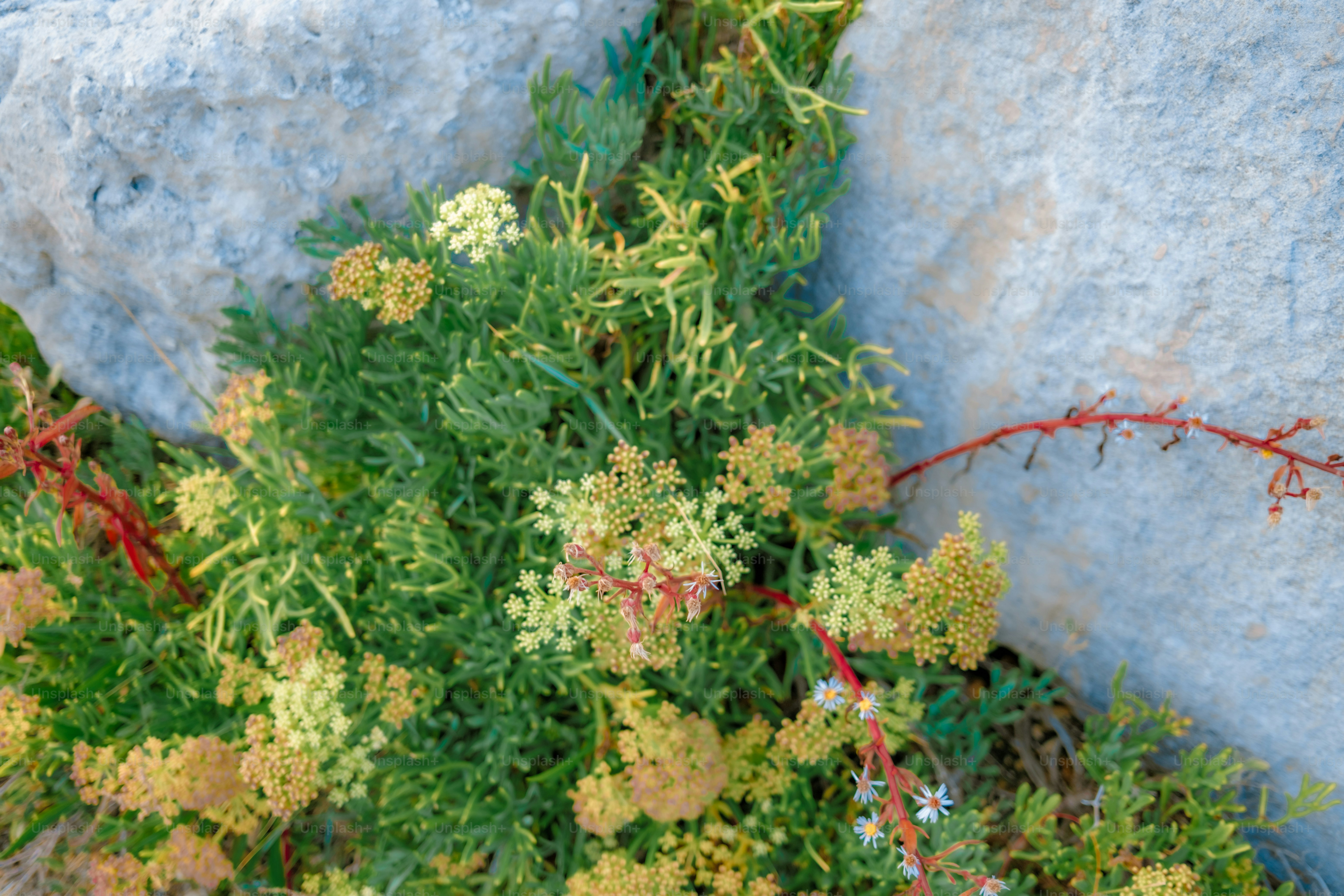 premium_photo-1757513685504-63bd57a7ee4f?ixid=M3wxMjA3fDB8MXxzZWFyY2h8OXx8Zmxvd2VyJTIwbW91bmQlMjBwZXN0JTIwY29udHJvbHxlbnwwfHx8fDE3NjU3ODUwODR8MA\u0026ixlib=rb-4.1.0