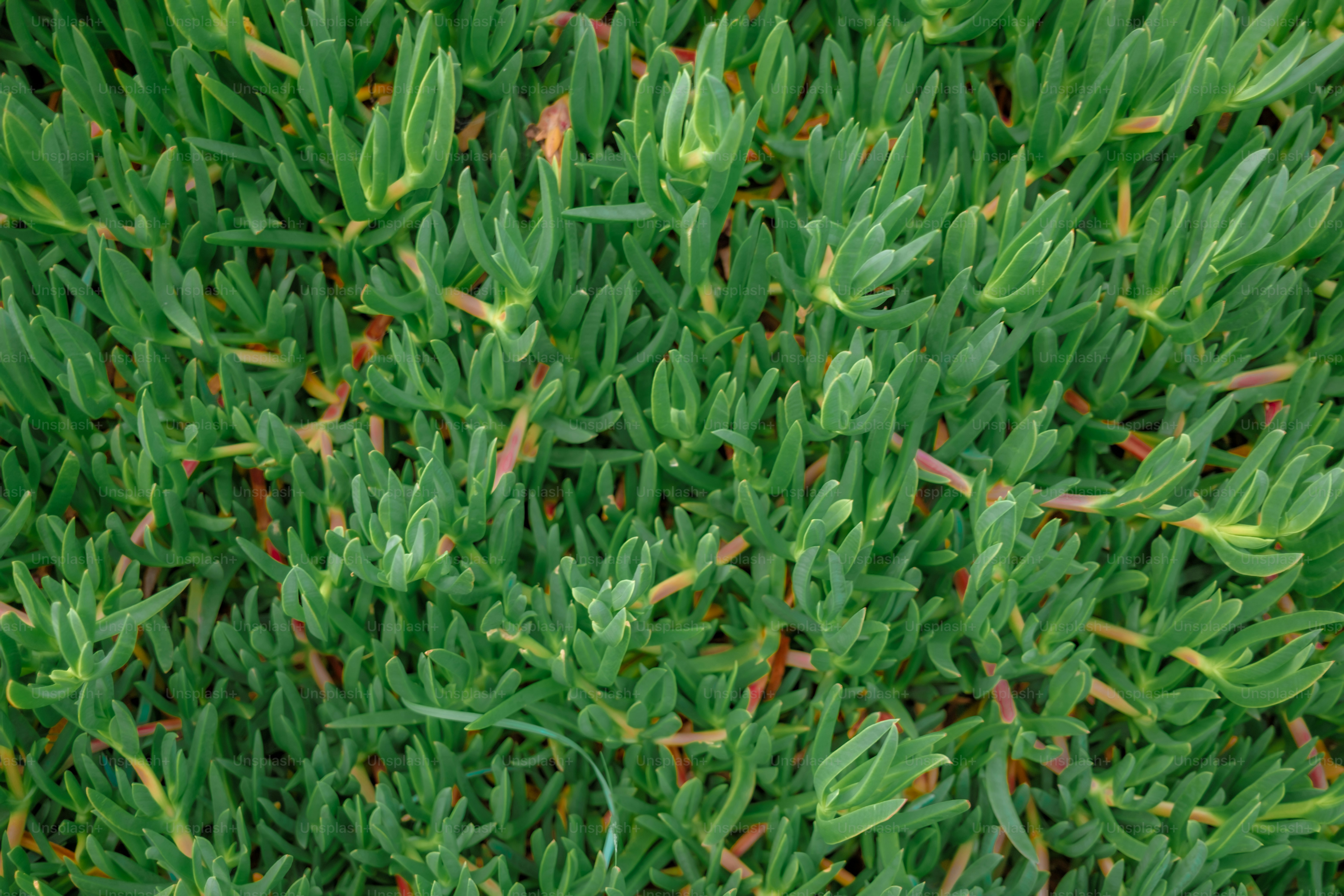 Close-up of green succulent ground cover plants