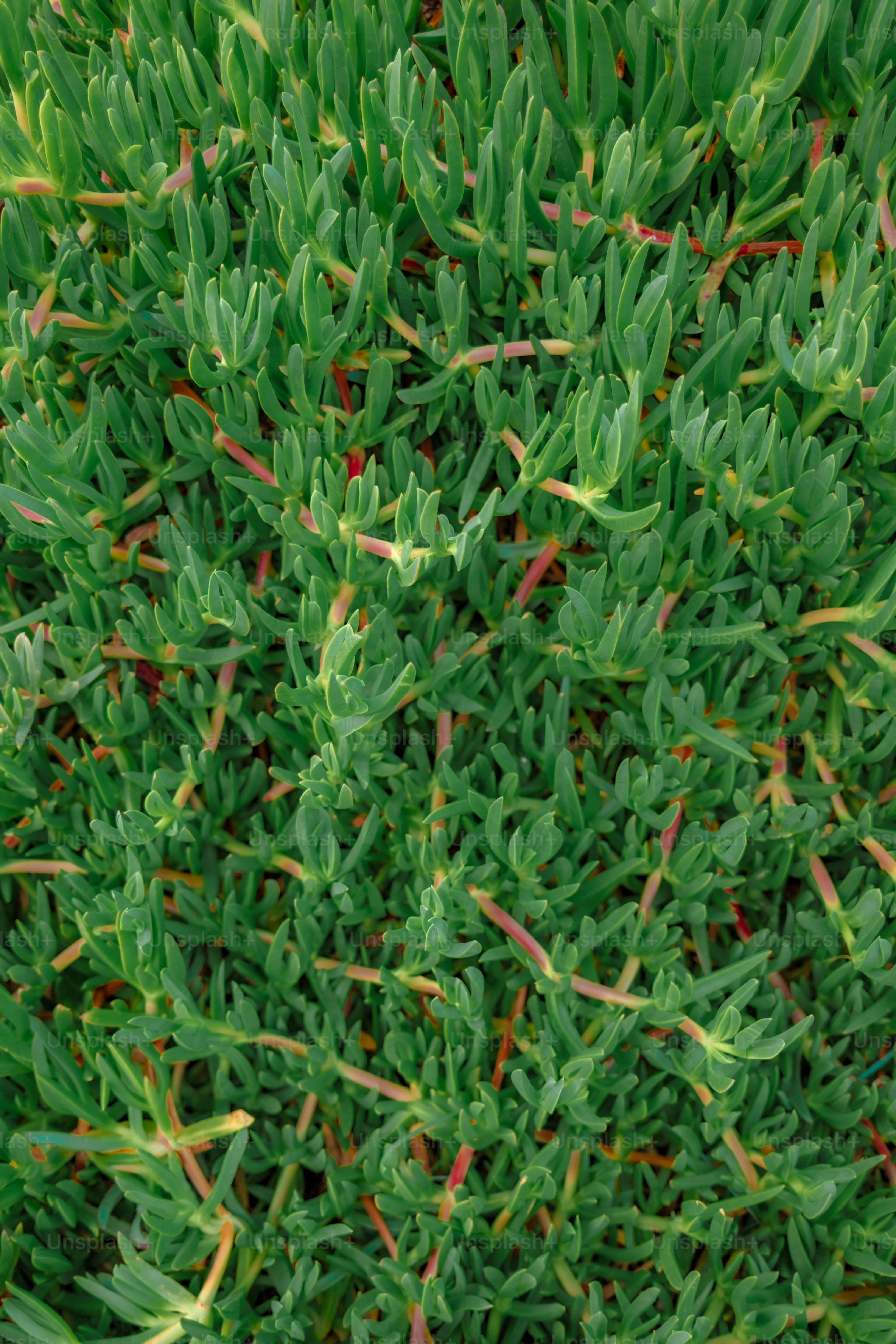Densa cubierta vegetal suculenta verde con tallos rojos