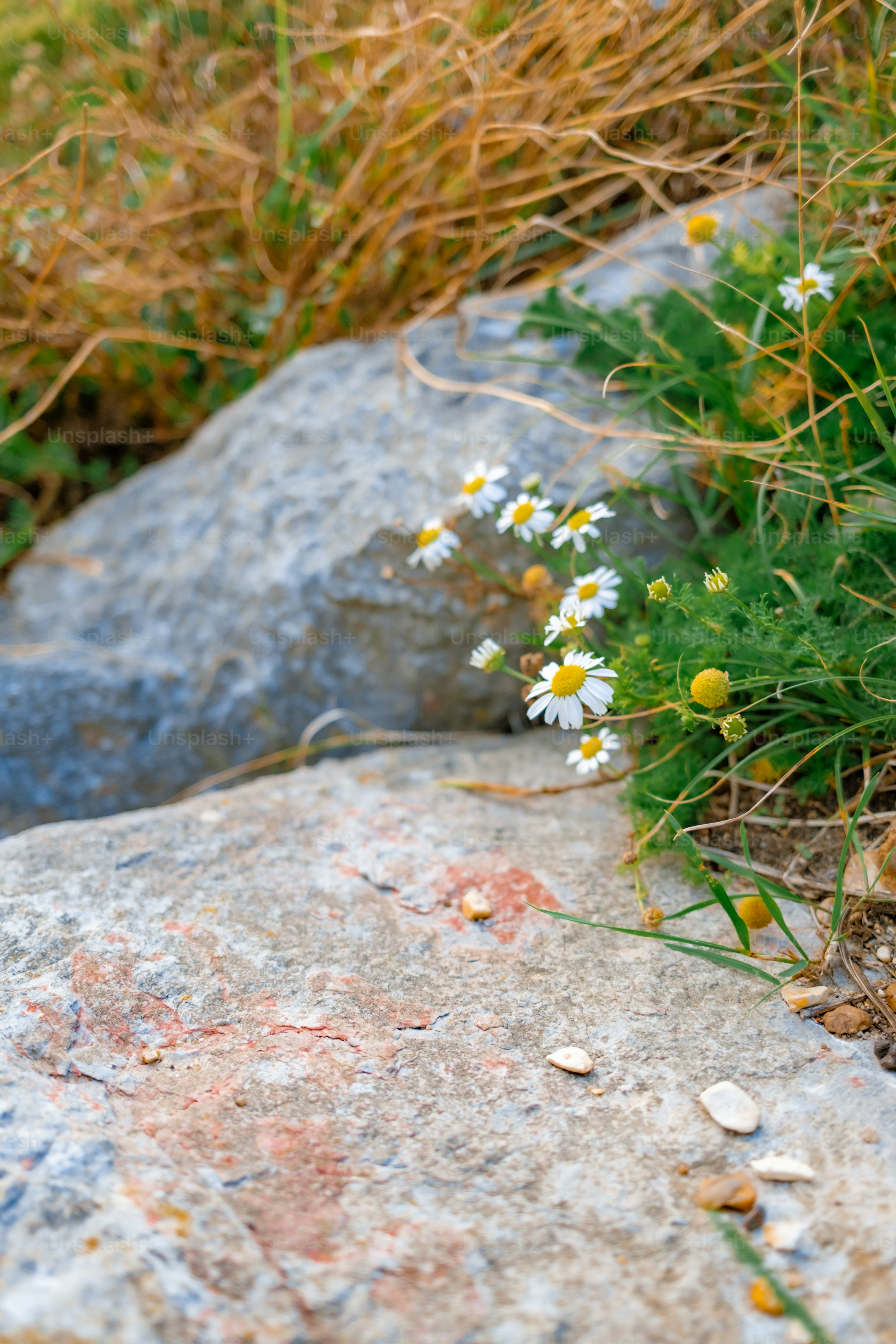 Small white flowers grow between large rocks.
