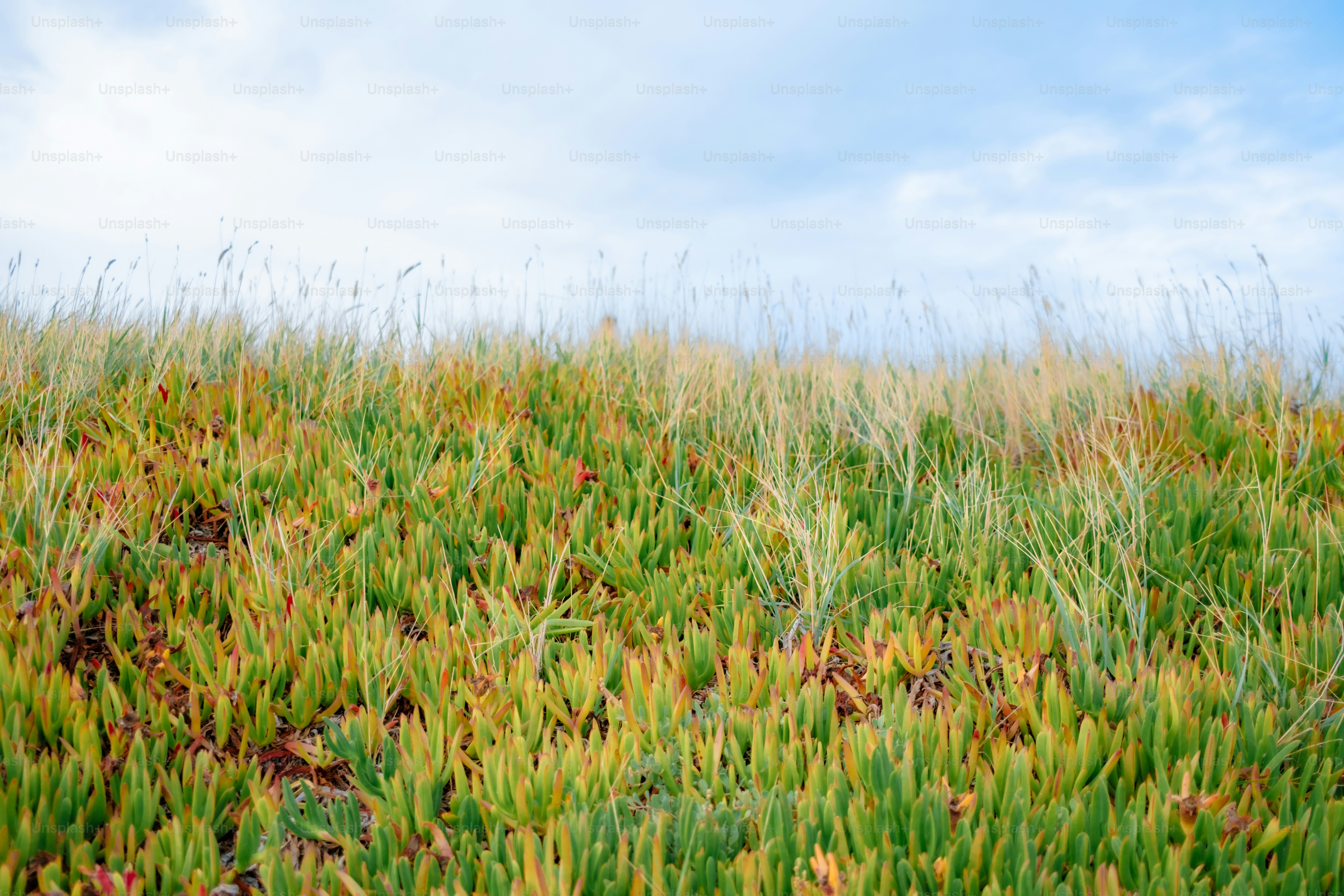 Grassy hill with green and yellow plants under sky