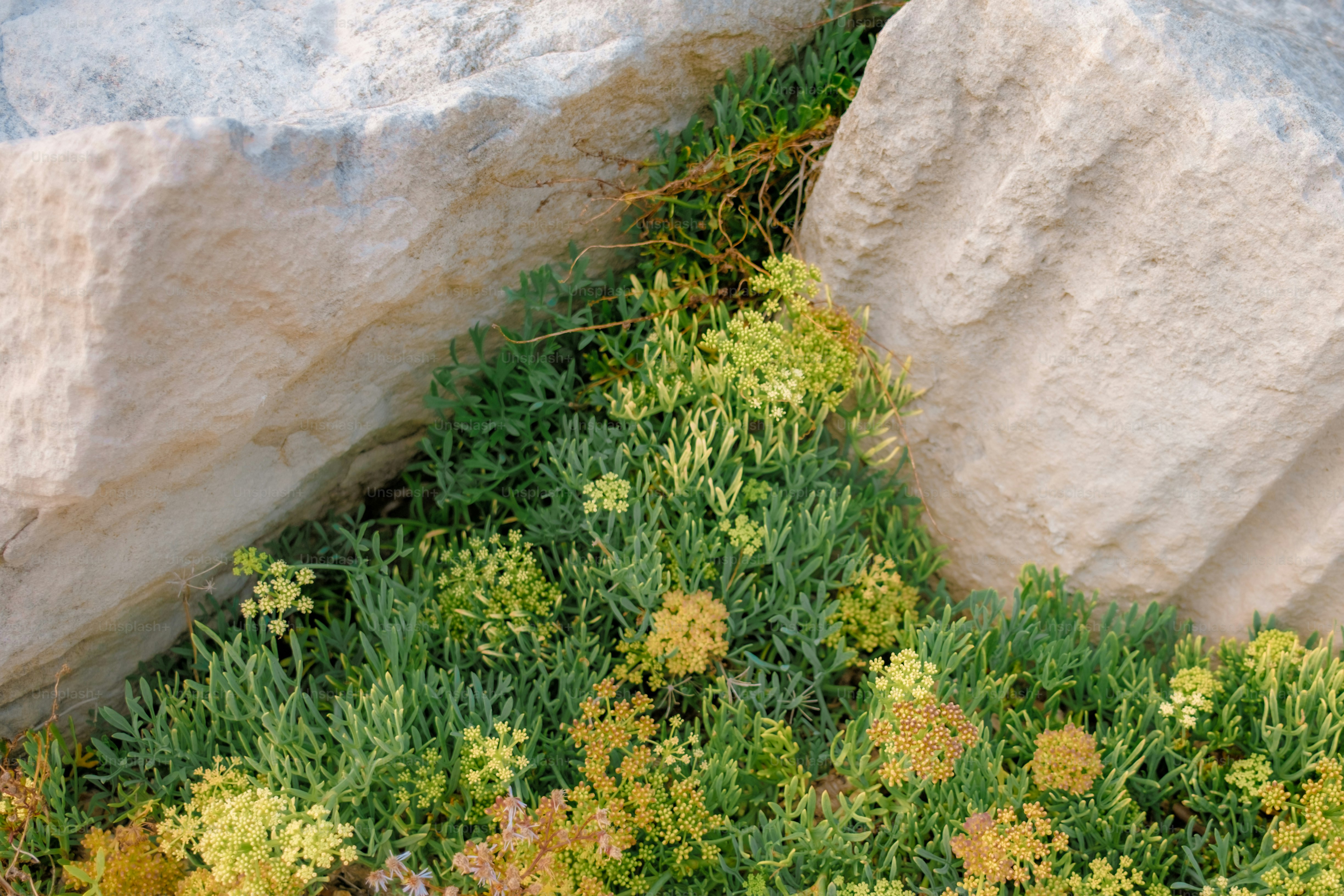 Piante verdi con fiori gialli che crescono tra le rocce