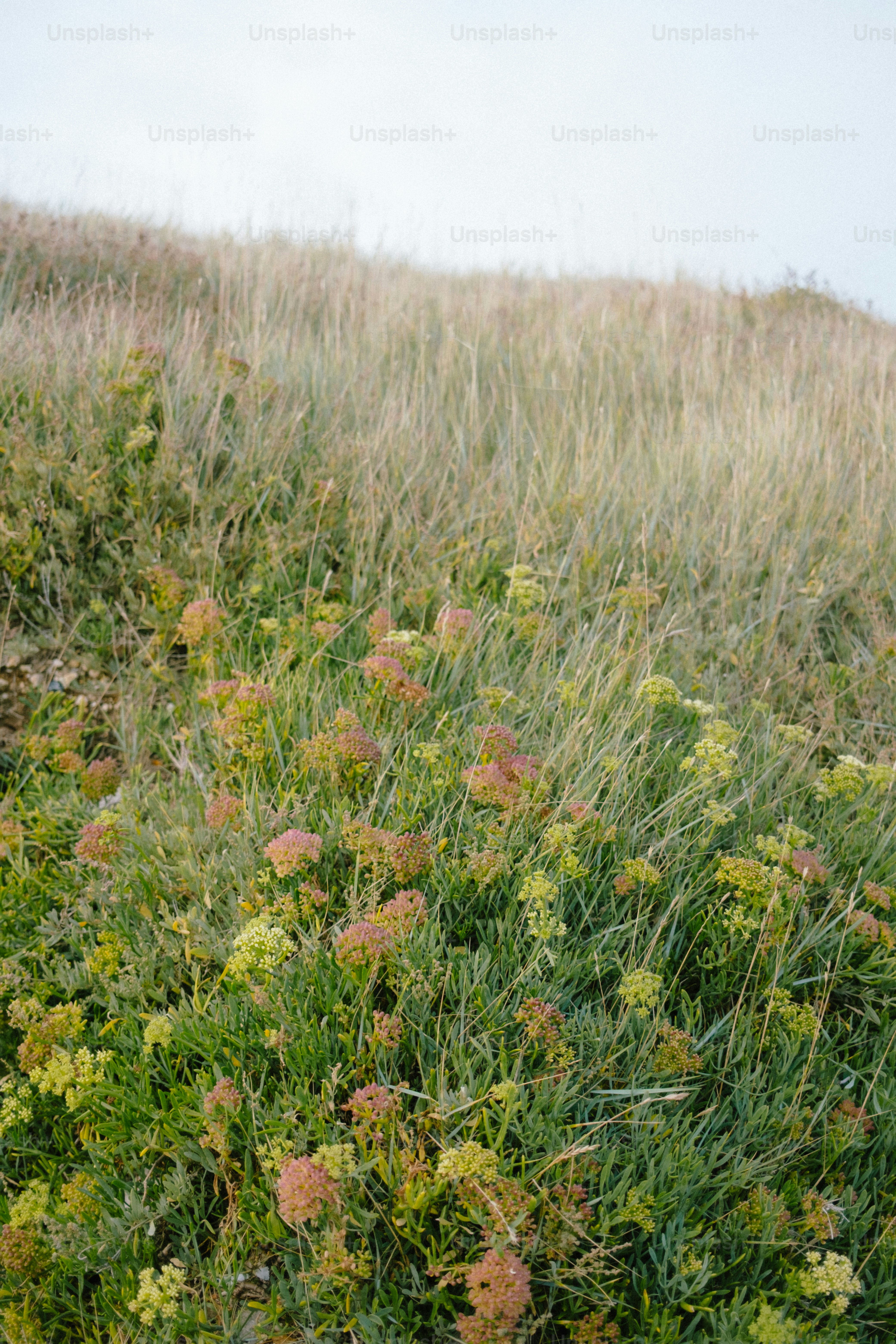 Wildflowers and tall grass on a gentle slope.