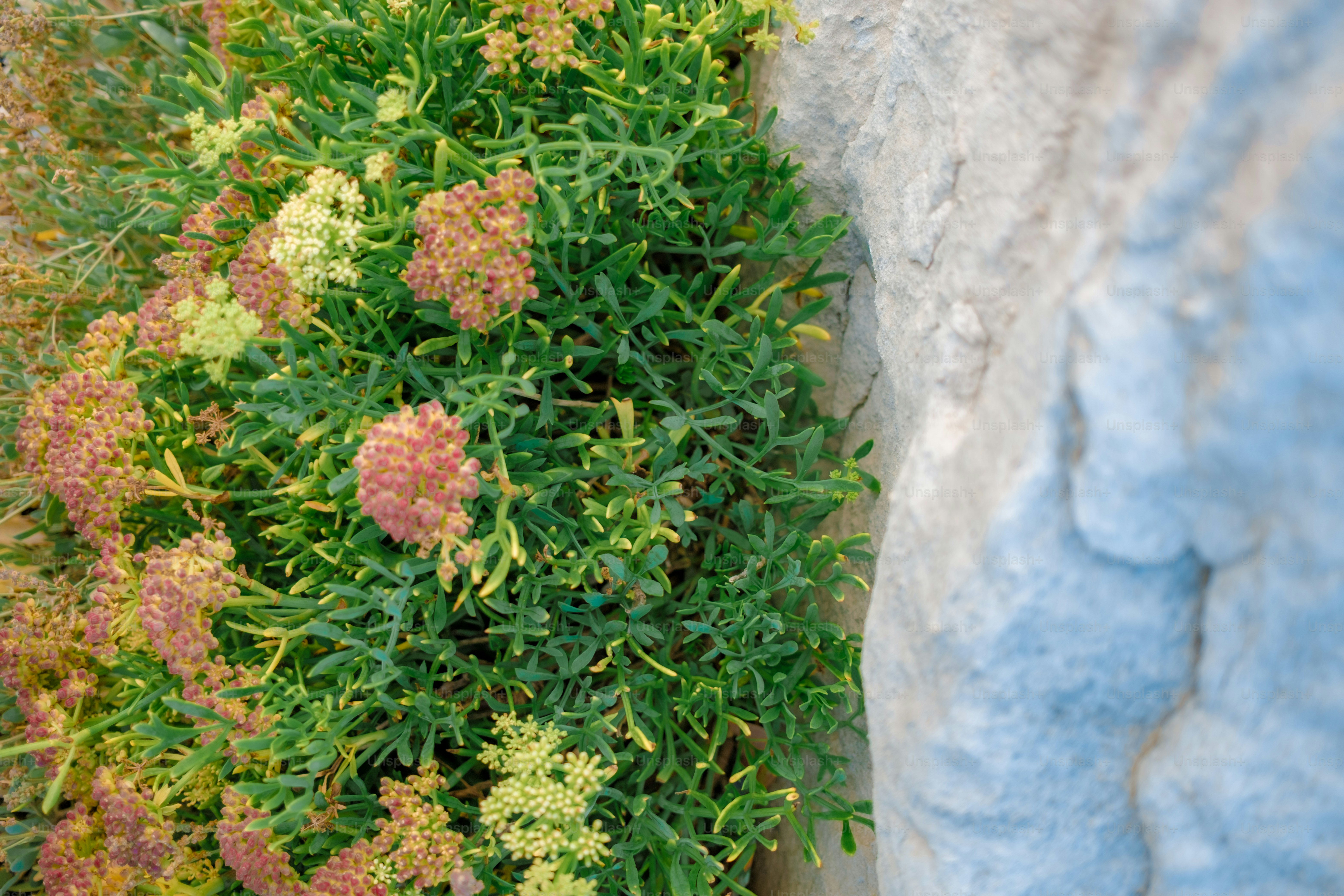 Green plant with small pink and yellow flowers grows near rock.