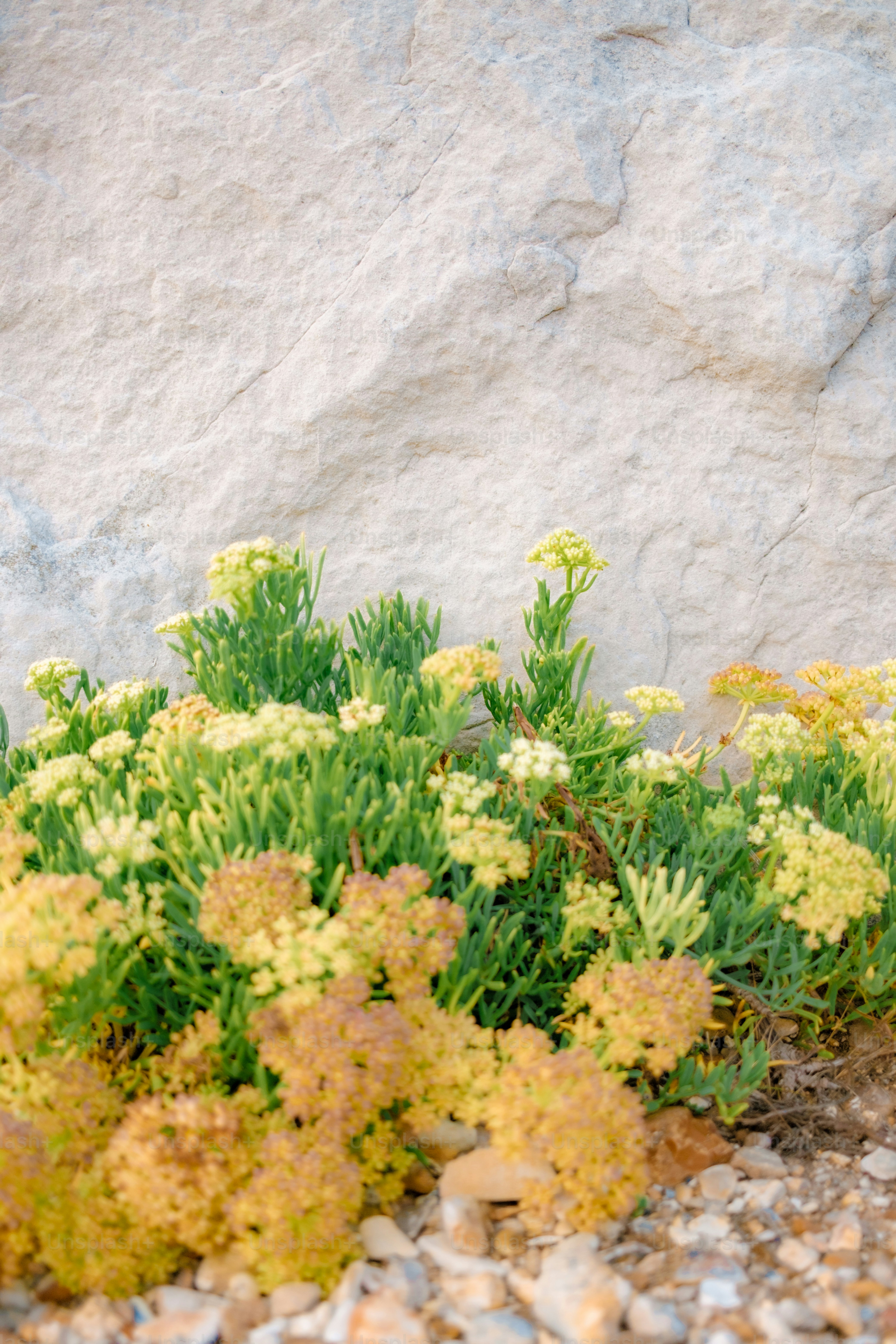 Small yellow flowers grow near a large rock.