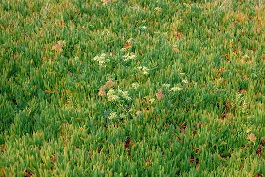 Turfgrass Selection & Regional Adaptability: A Complete Homeowner's Guide