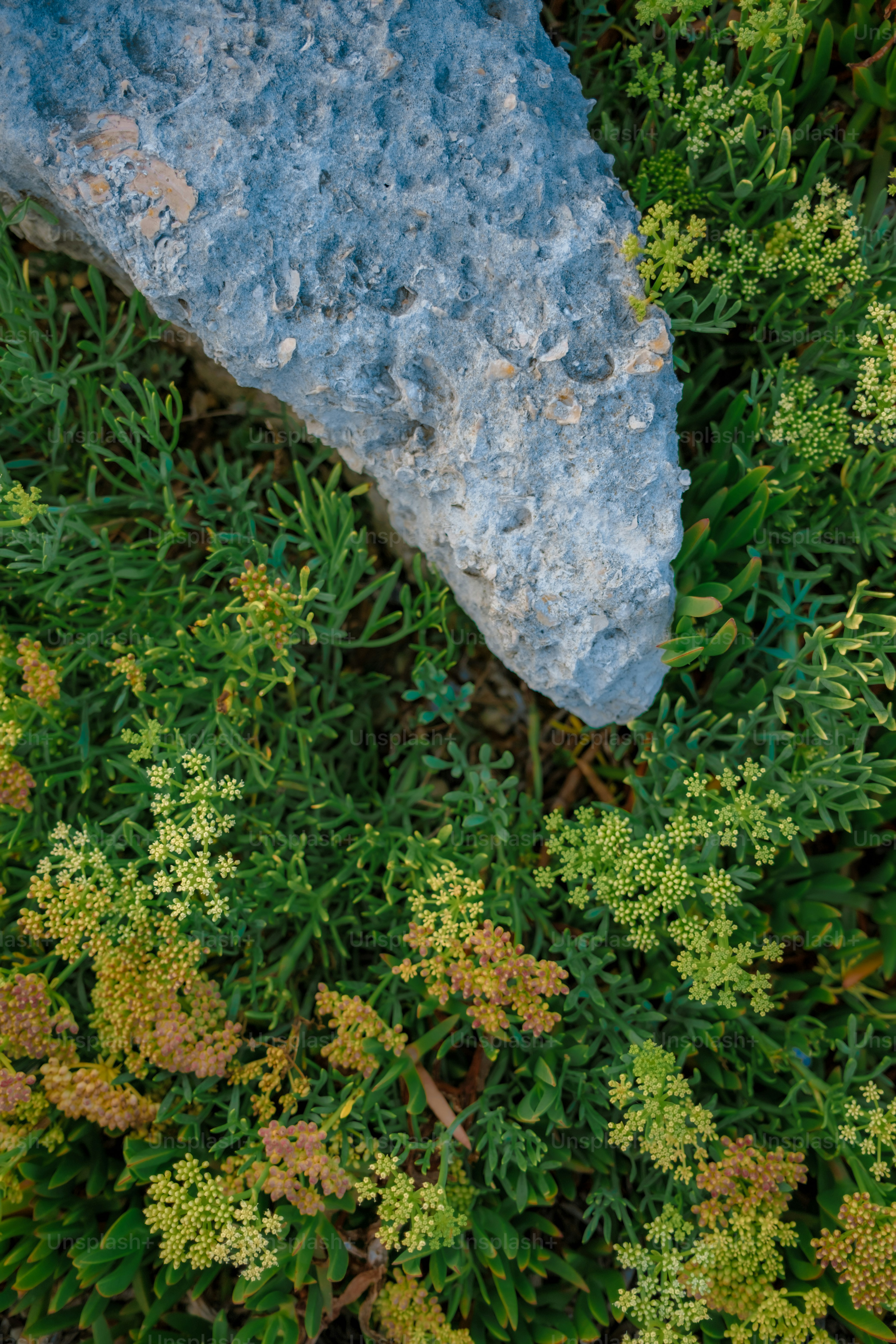 A textured rock rests on green coastal plants. photo – Outdoor Image on ...