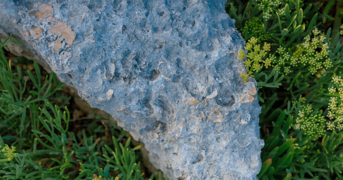 A textured rock rests on green coastal plants. photo – Outdoor Image on ...