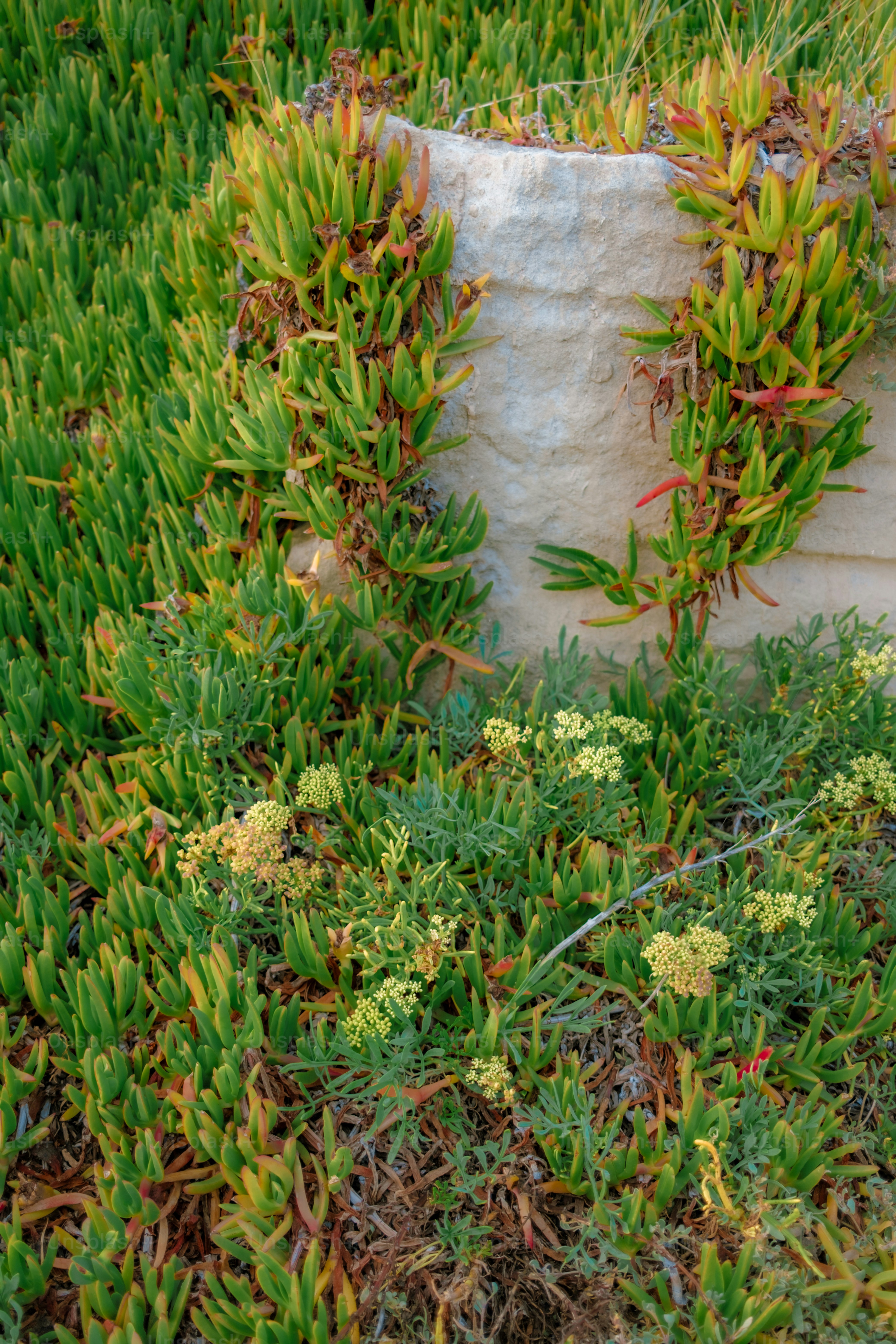Las plantas suculentas crecen alrededor de una roca de color claro. foto –  Imagen de Al aire libre en Unsplash, image size:3000x4500