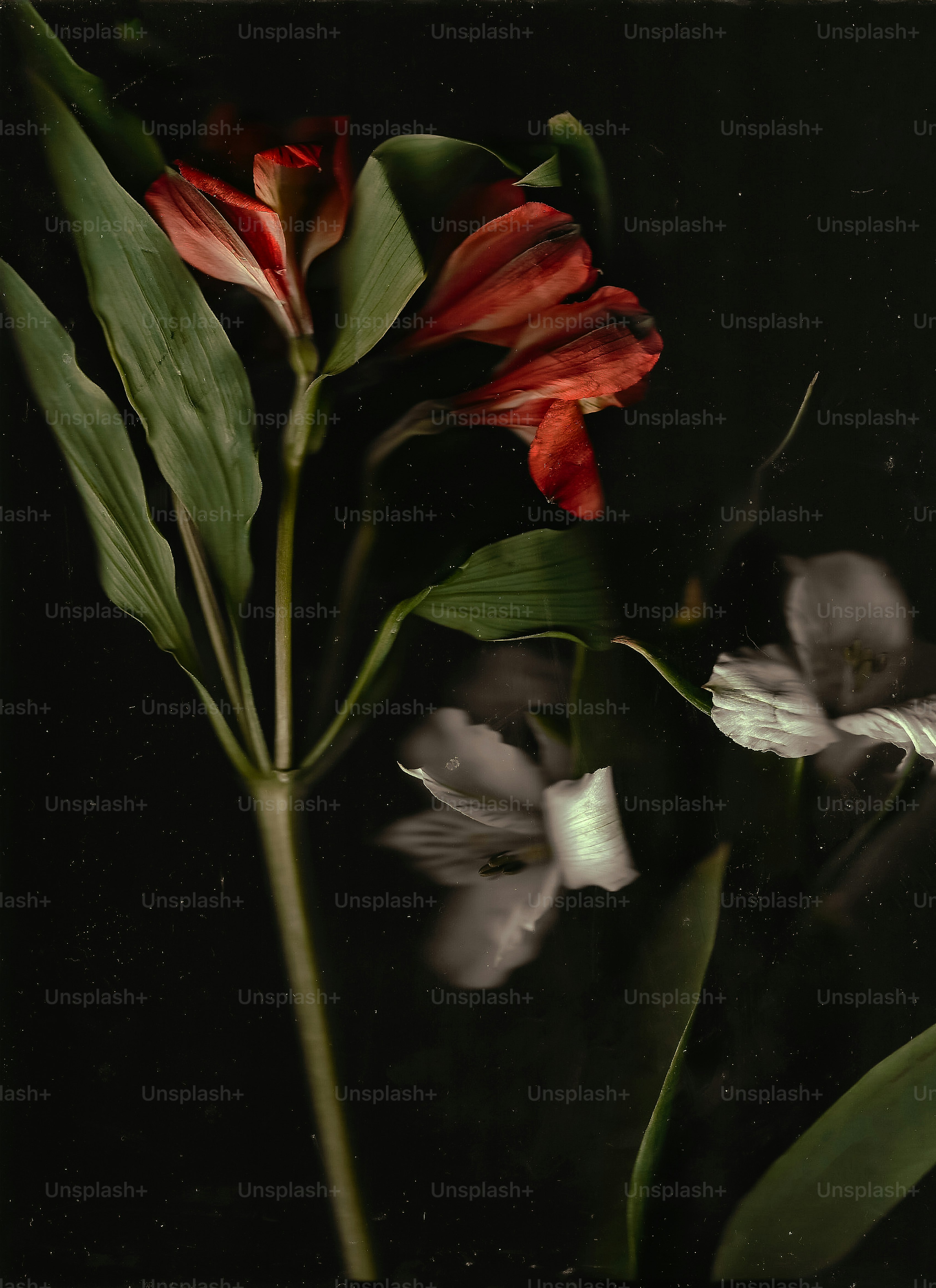 Red and white alstroemeria flowers on dark background