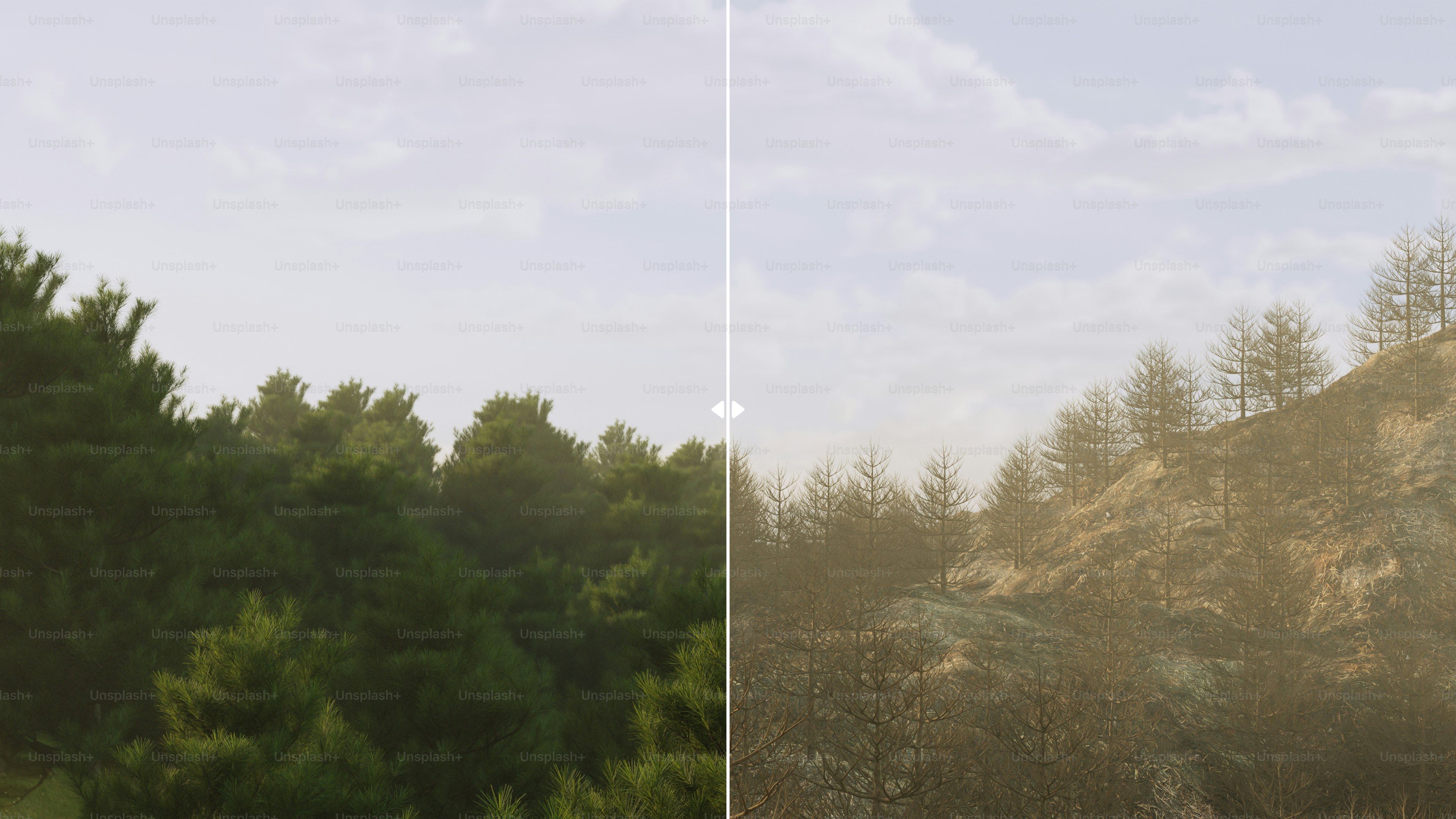 Split view of forest and sunlit hillside with trees