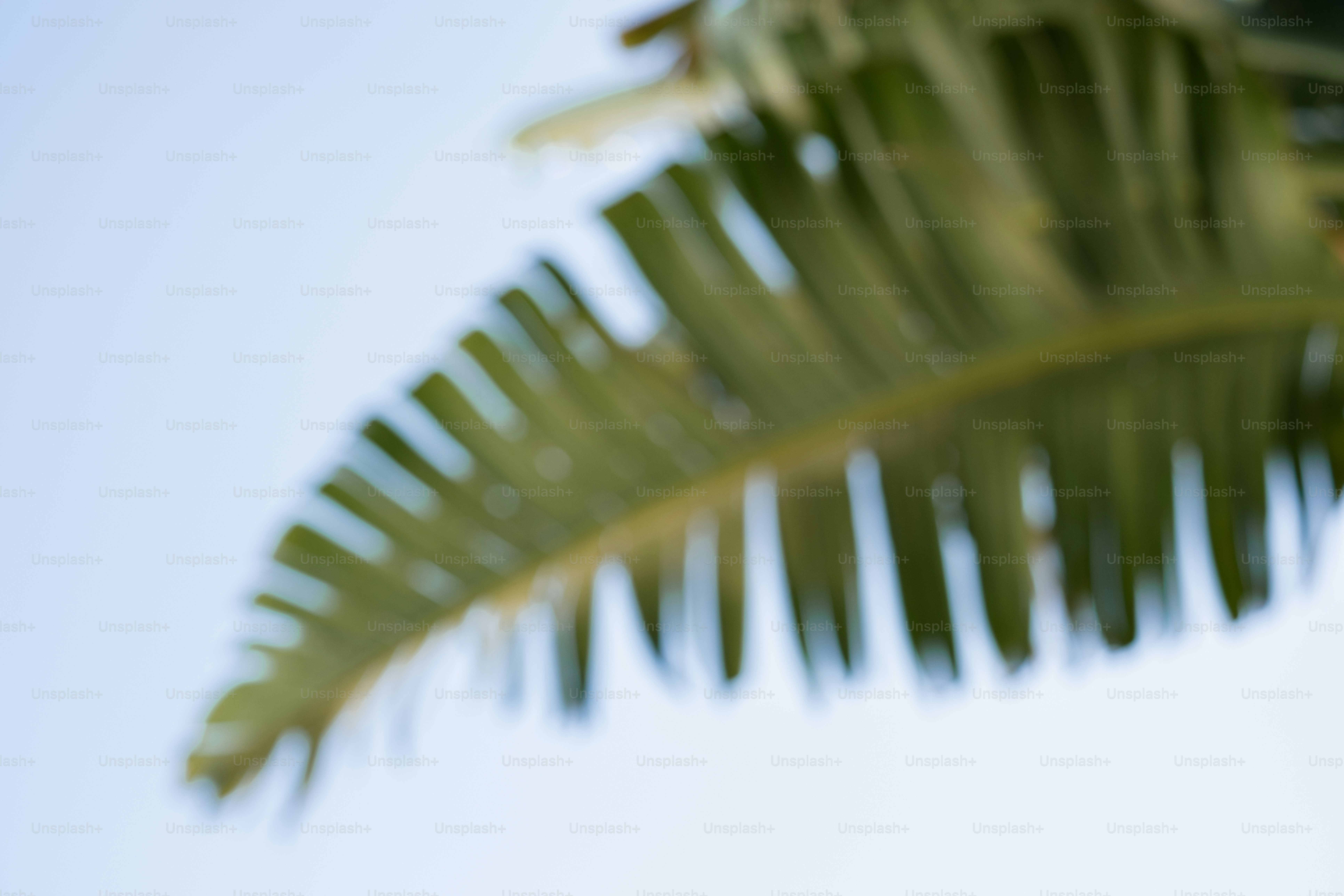 Hoja de palma borrosa contra un cielo despejado