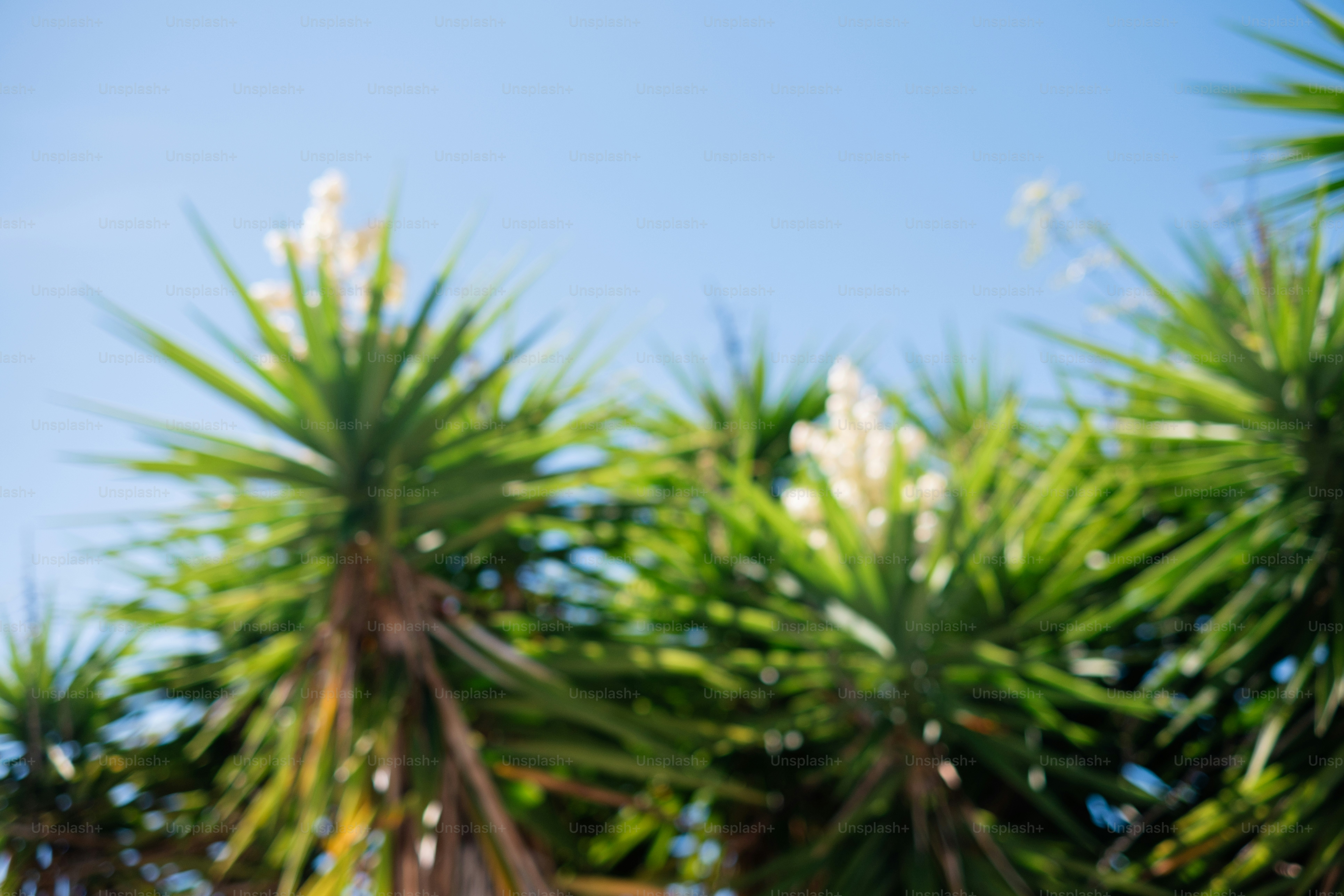 Plantas de yuca con flores blancas contra el cielo azul