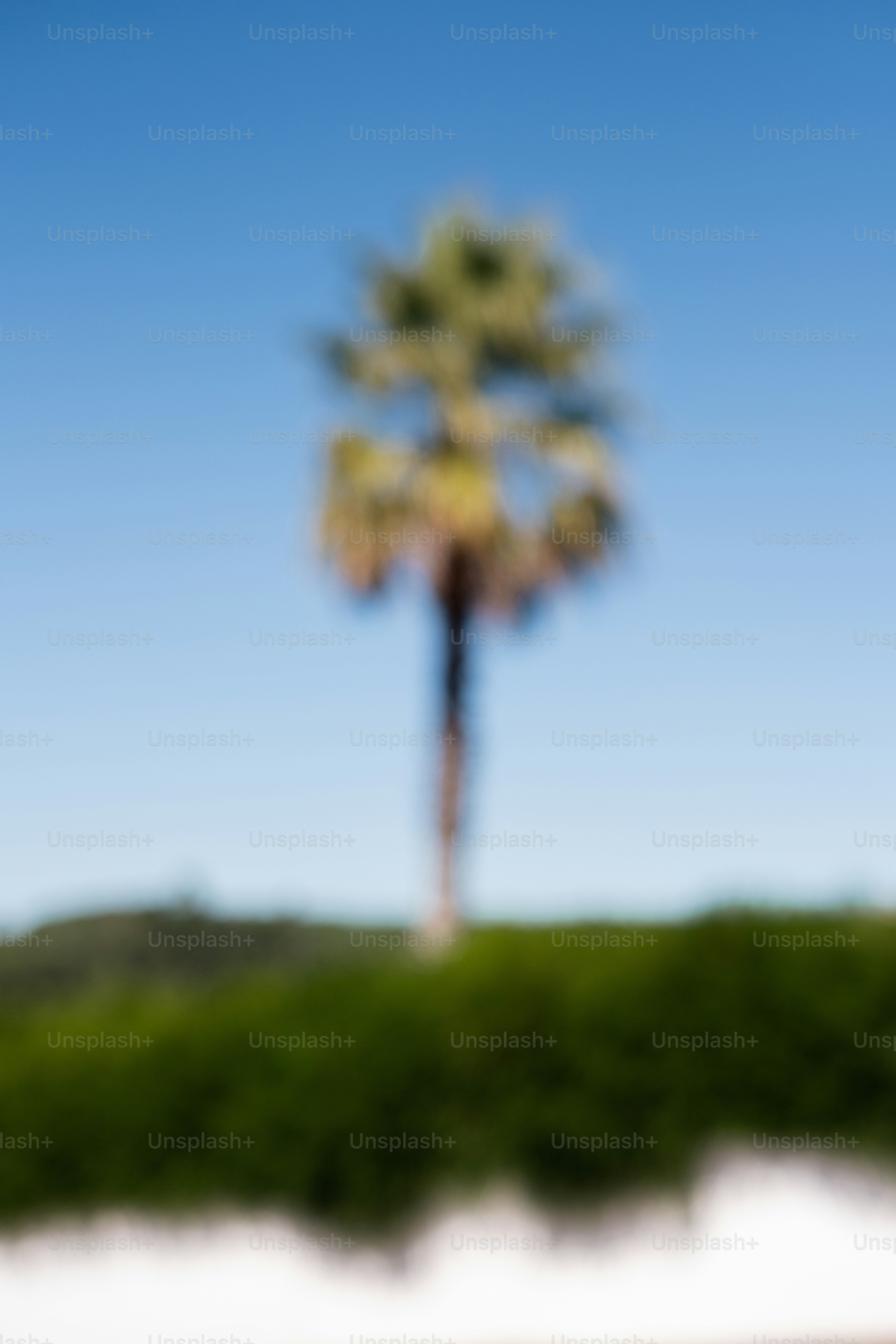 Una palmera solitaria contra un cielo azul claro.