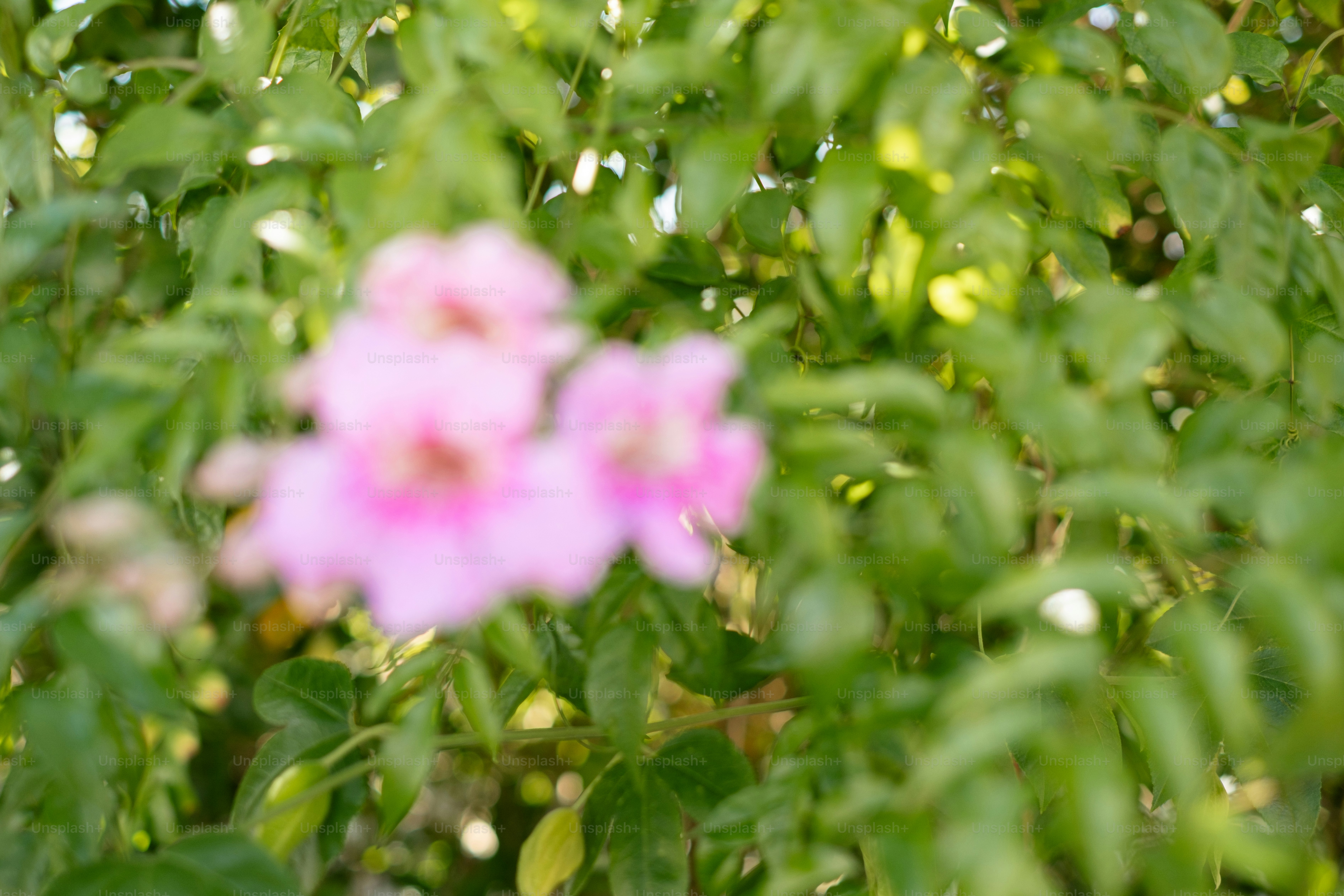 Flores rosadas de enfoque suave en medio de hojas verdes