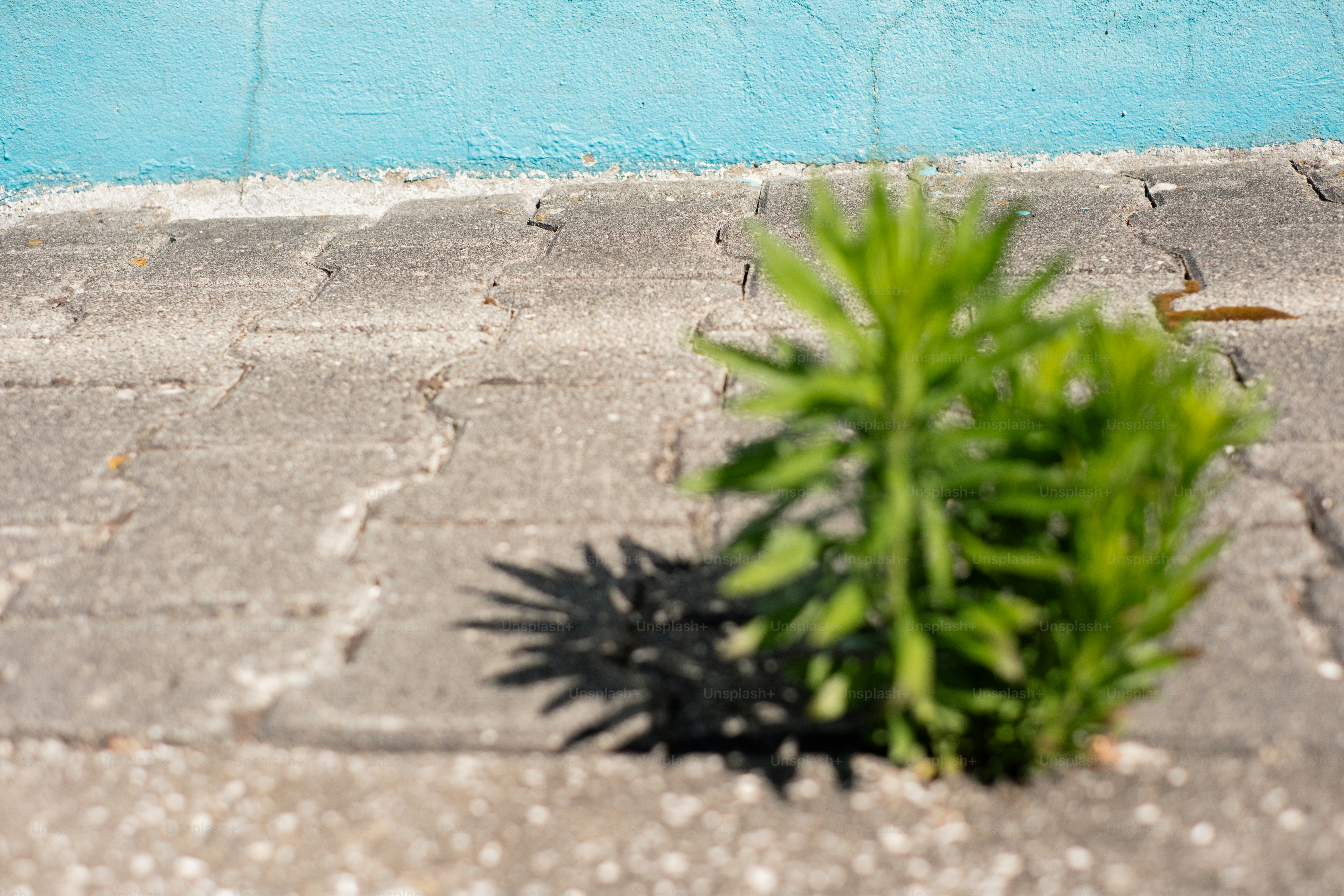 Una planta verde crece a través del pavimento agrietado.